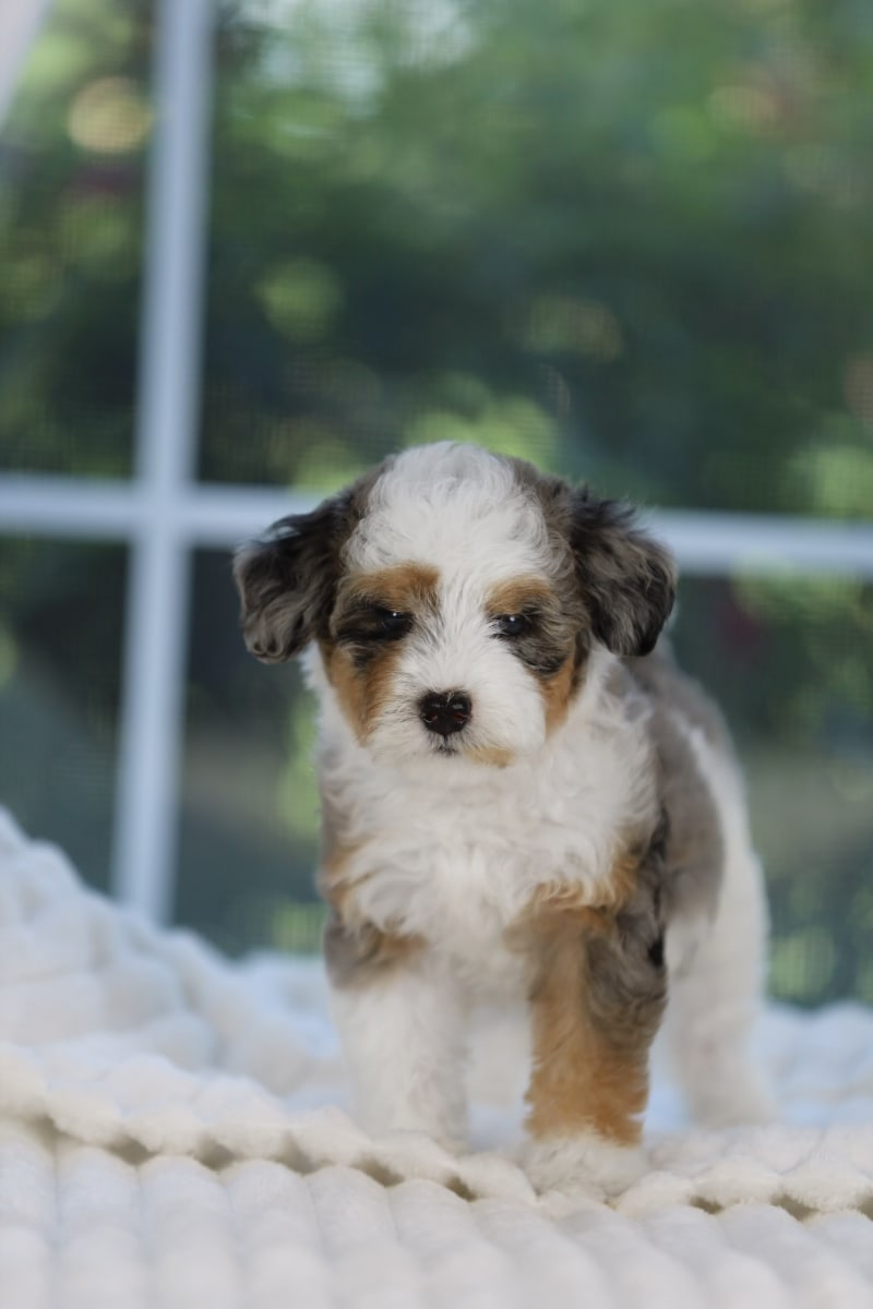 Reserved Mini Bernedoodle puppy Duchess from Ozark Aussiedoodles in Arkansas