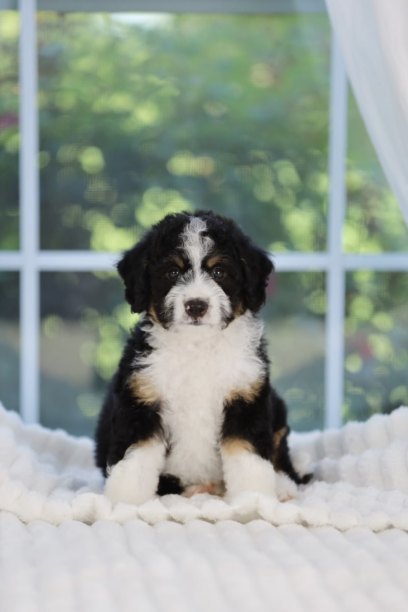 Reserved Mini Bernedoodle puppy Sultan from Ozark Aussiedoodles in Arkansas