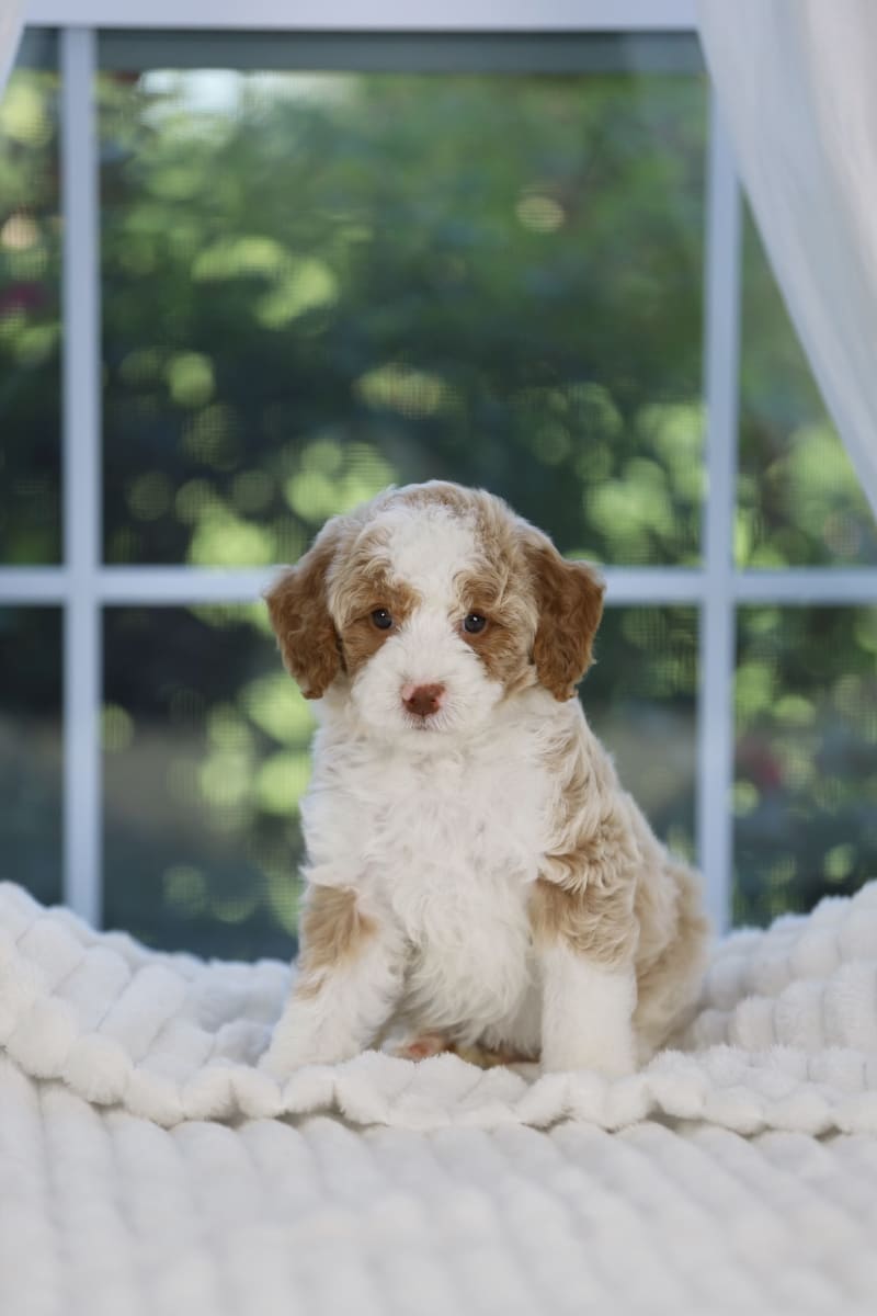 Reserved Mini Bernedoodle puppy Prince from Ozark Aussiedoodles in Arkansas