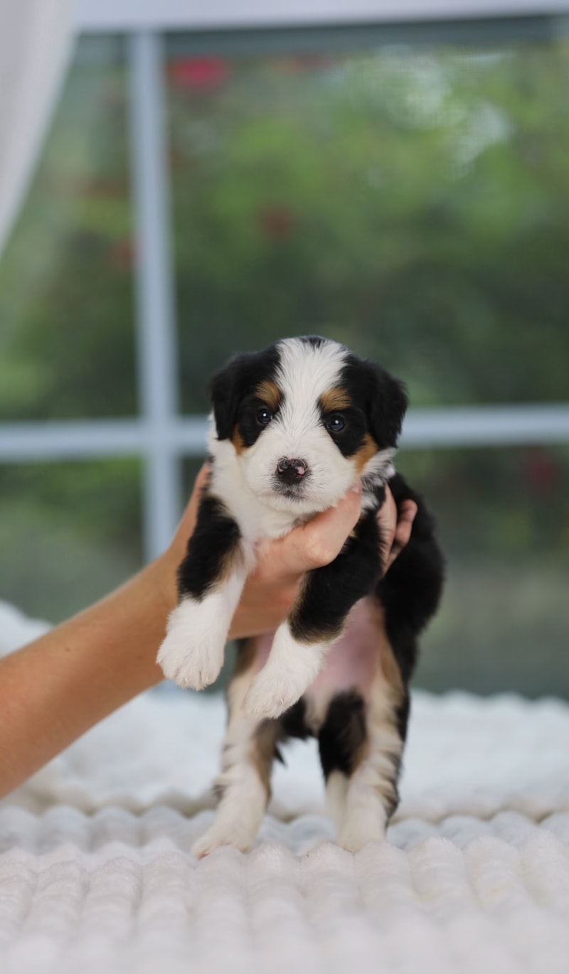 Reserved Medium Bernedoodle puppy Romeo from Ozark Aussiedoodles in Arkansas
