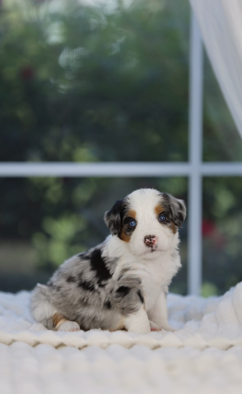 Reserved Medium Bernedoodle puppy Belle from Ozark Aussiedoodles in Arkansas