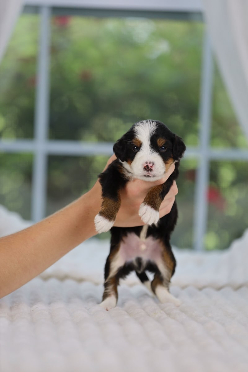 Reserved Medium Bernedoodle puppy Darcy from Ozark Aussiedoodles in Arkansas