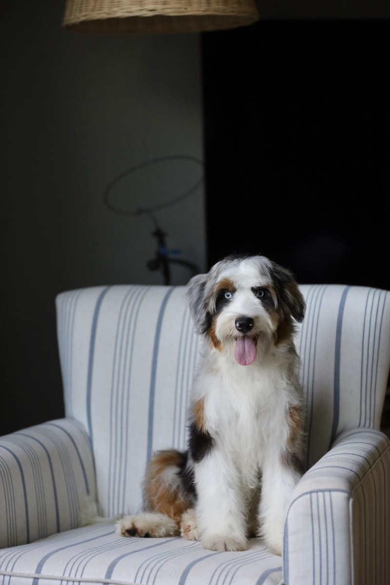 Jeremy, a Mini Australian Mountain Doodle puppy from Ozark Aussiedoodles