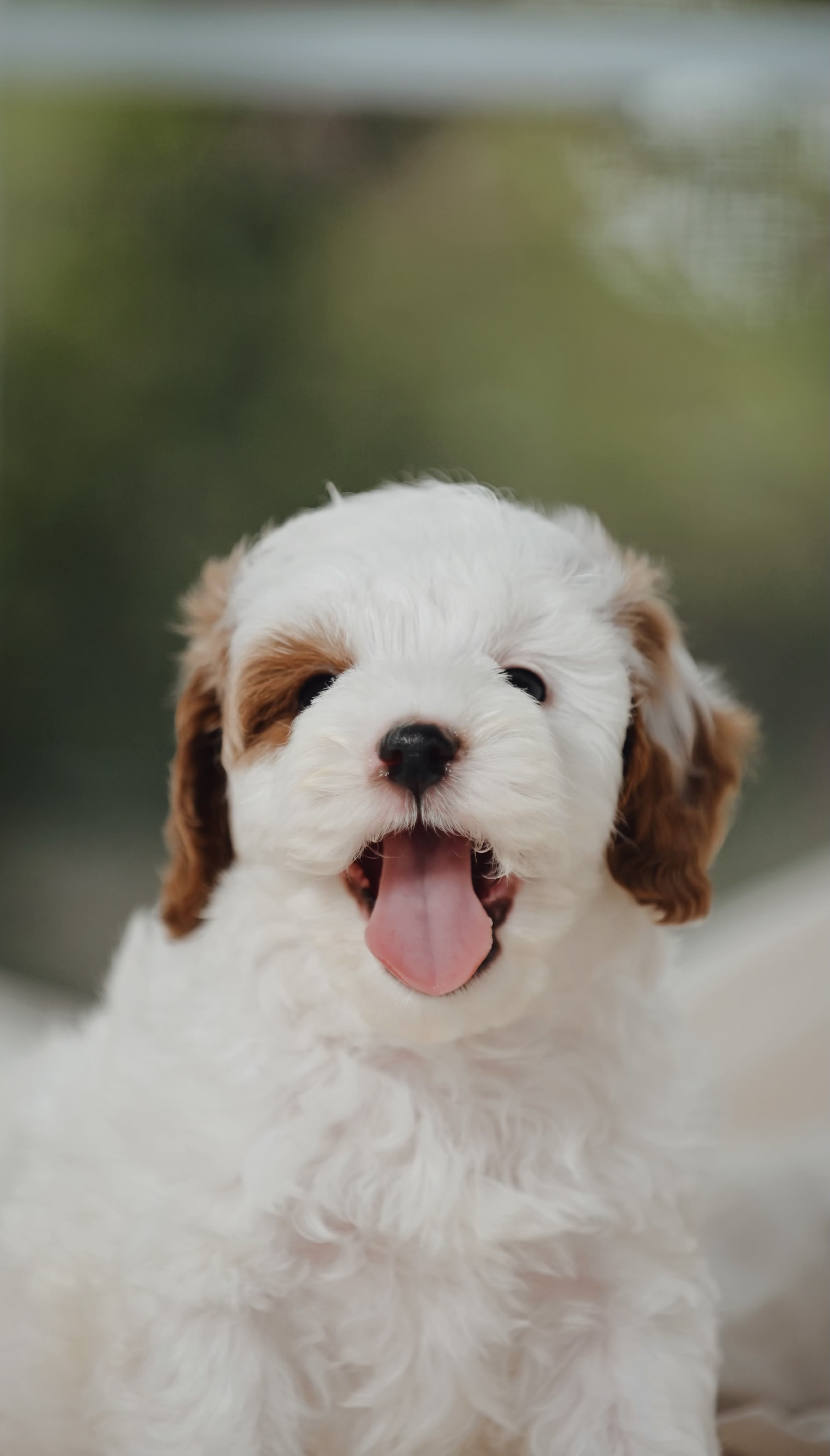 Contact Us — Willow Creek Cavapoos in Oppelo, Arkansas