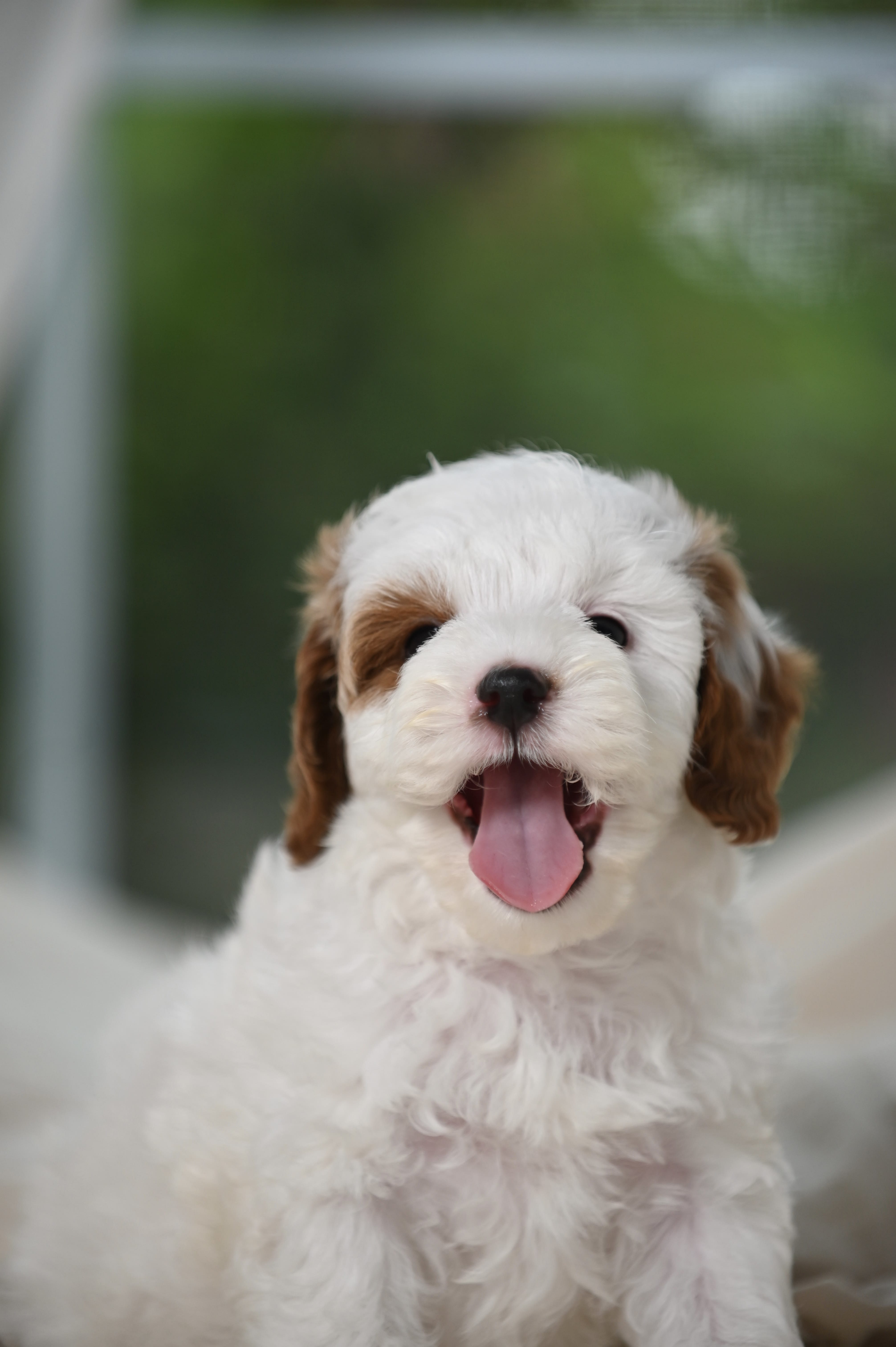 Blog — Willow Creek Cavapoos in Oppelo, Arkansas