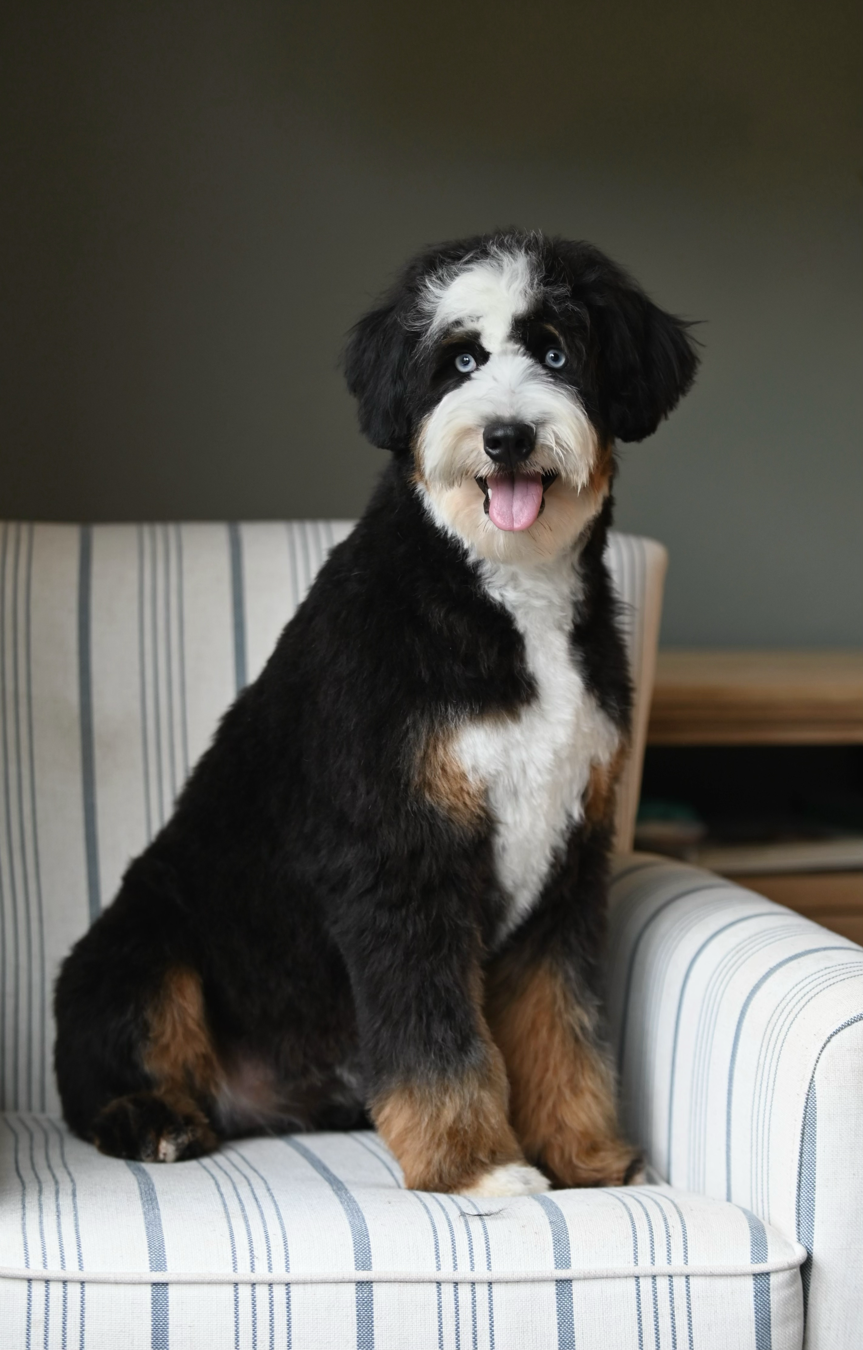 Mini aussiedoodle parent dog at Ozark Aussiedoodles – ethical doodle breeder in Oppelo, Arkansas