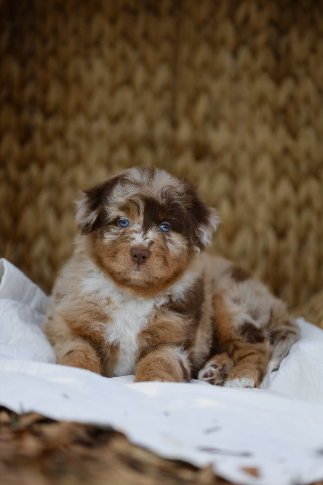 Mini Aussiedoodle puppy available from Ozark Aussiedoodles in Oppelo, Arkansas Mini Aussiedoodle puppy available from Ozark Aussiedoodles in Oppelo, Arkansas