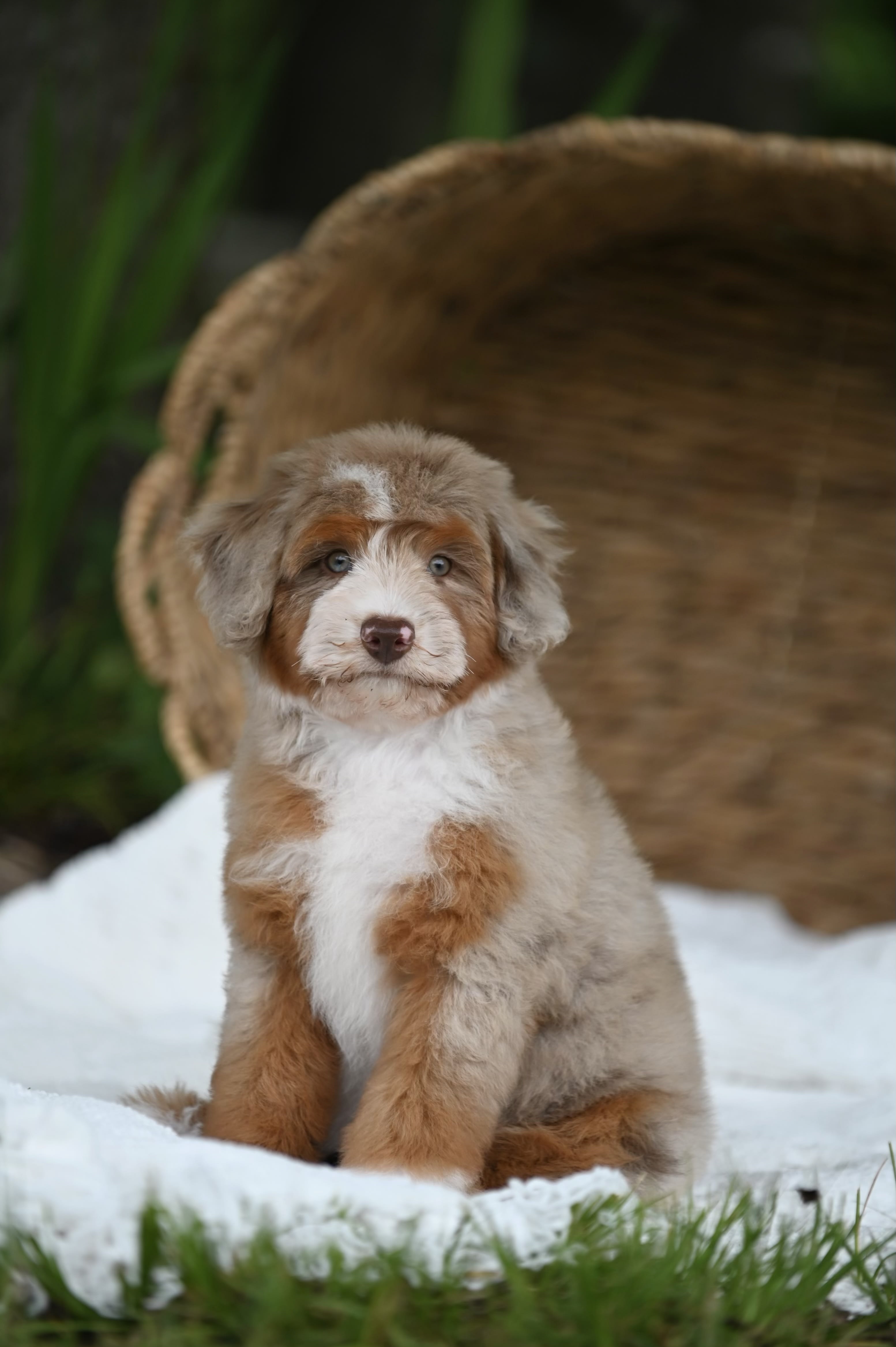 Mini Aussiedoodles
