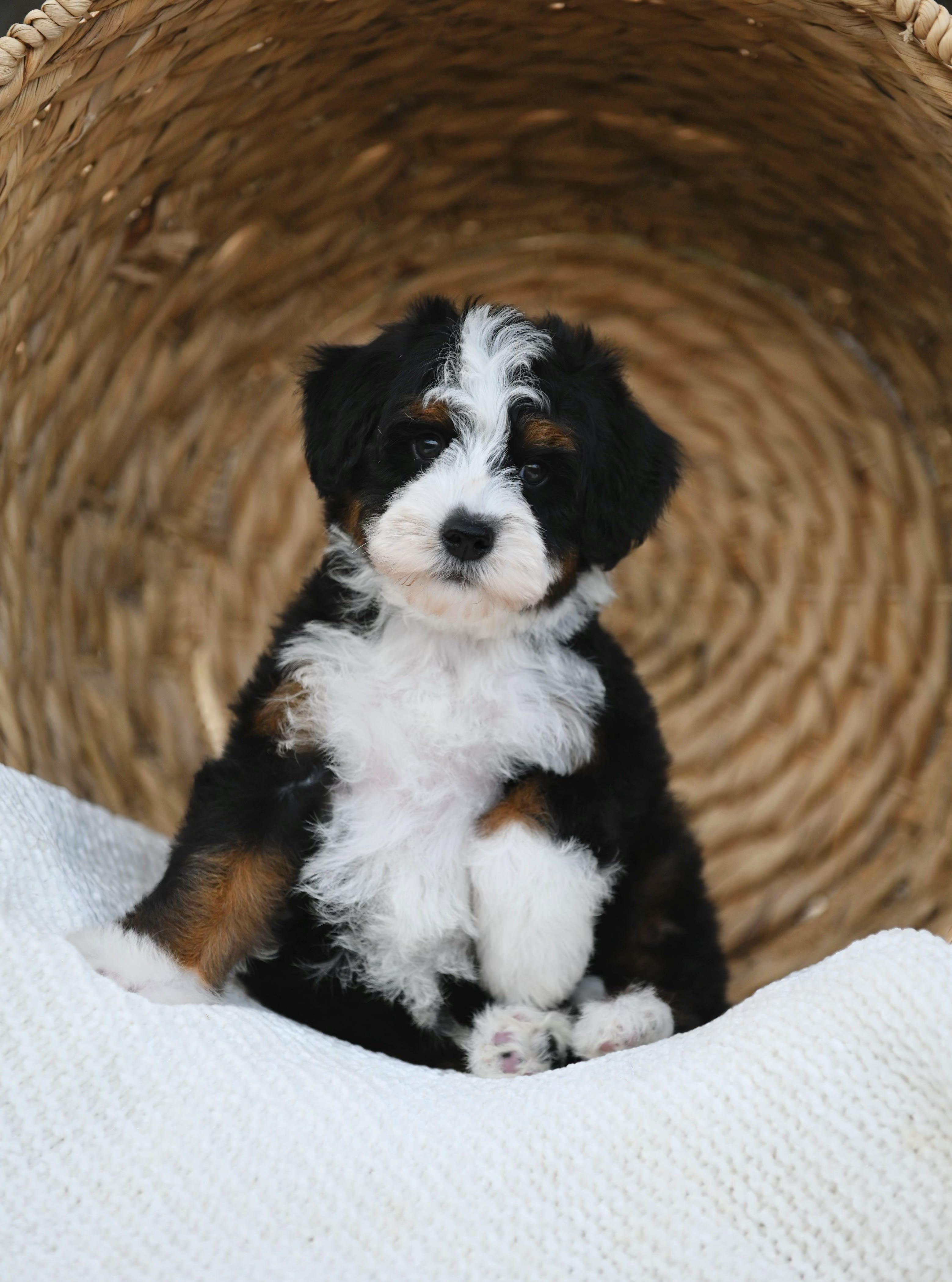 Bernedoodles