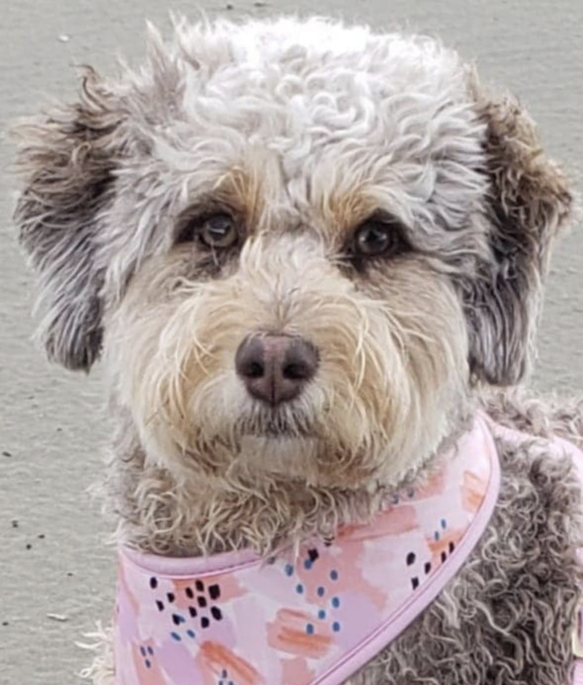 Charley – doodle puppy from Ozark Aussiedoodles in Oppelo, Arkansas