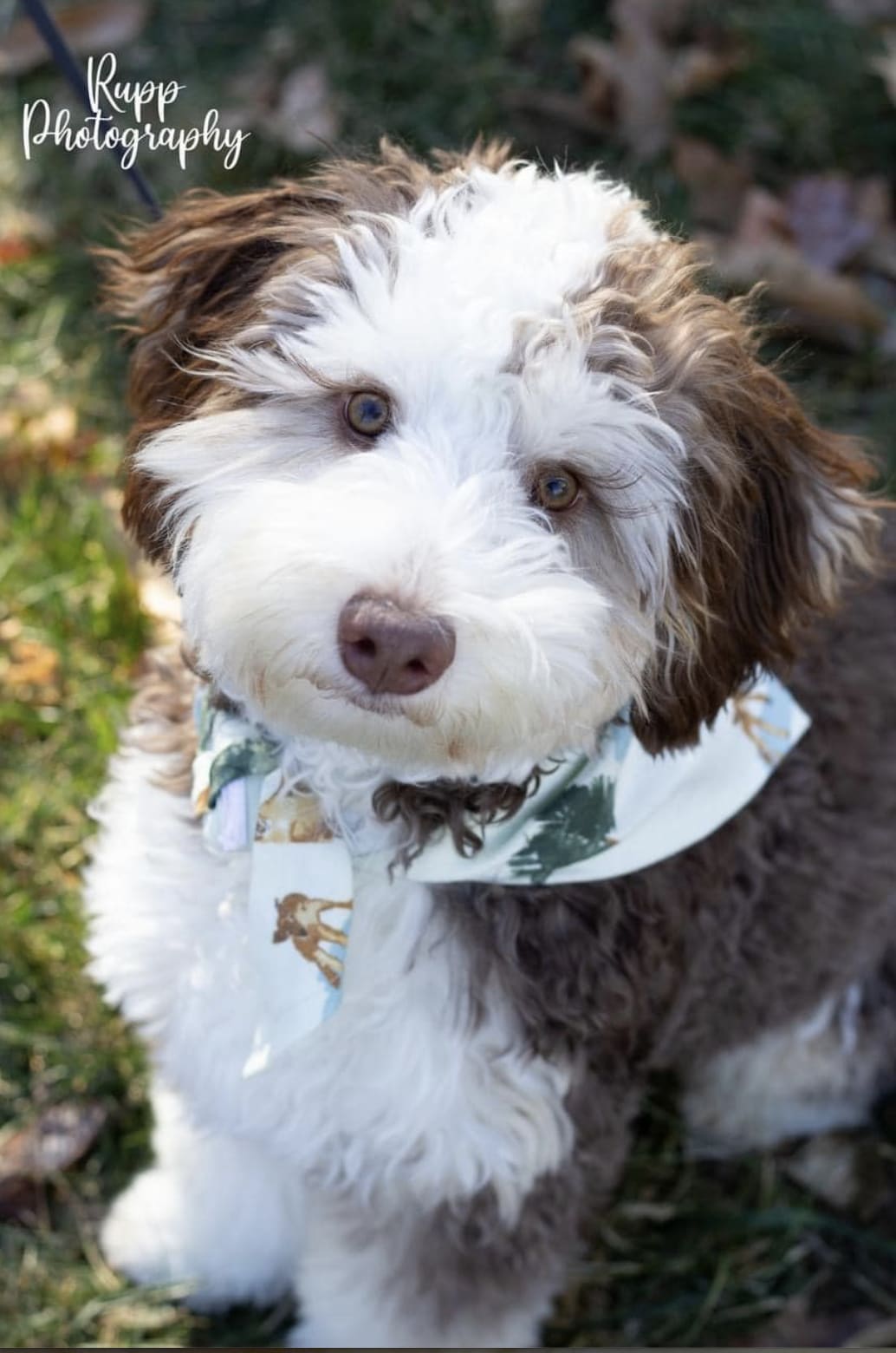 Sevo – doodle puppy from Ozark Aussiedoodles in Oppelo, Arkansas