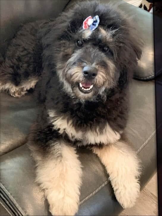 Stella Rayne – doodle puppy from Ozark Aussiedoodles in Oppelo, Arkansas