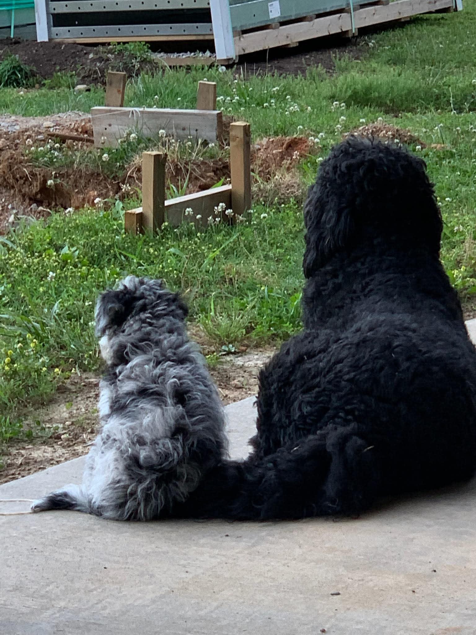Lucy – doodle puppy from Ozark Aussiedoodles in Oppelo, Arkansas