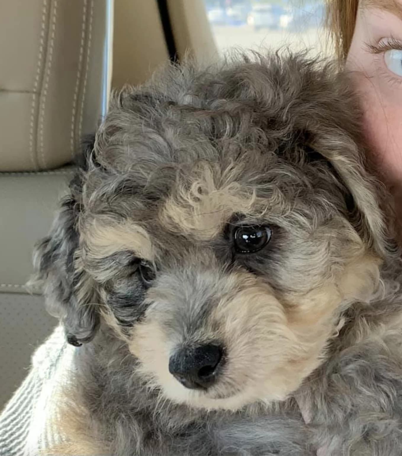 Gus – doodle puppy from Ozark Aussiedoodles in Oppelo, Arkansas