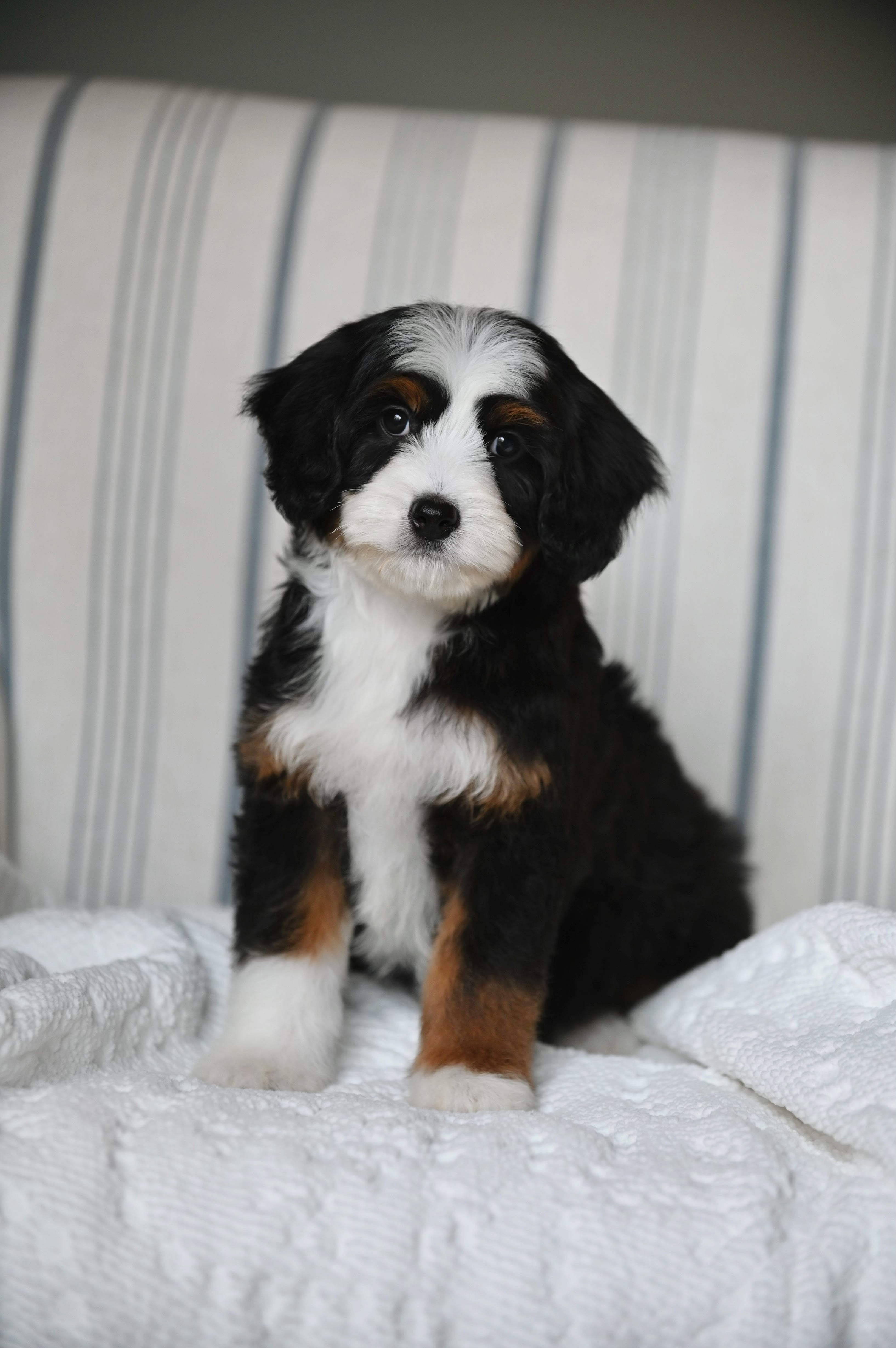 Blue-eyed mini aussiedoodle puppy from Ozark Aussiedoodles in Oppelo, Arkansas