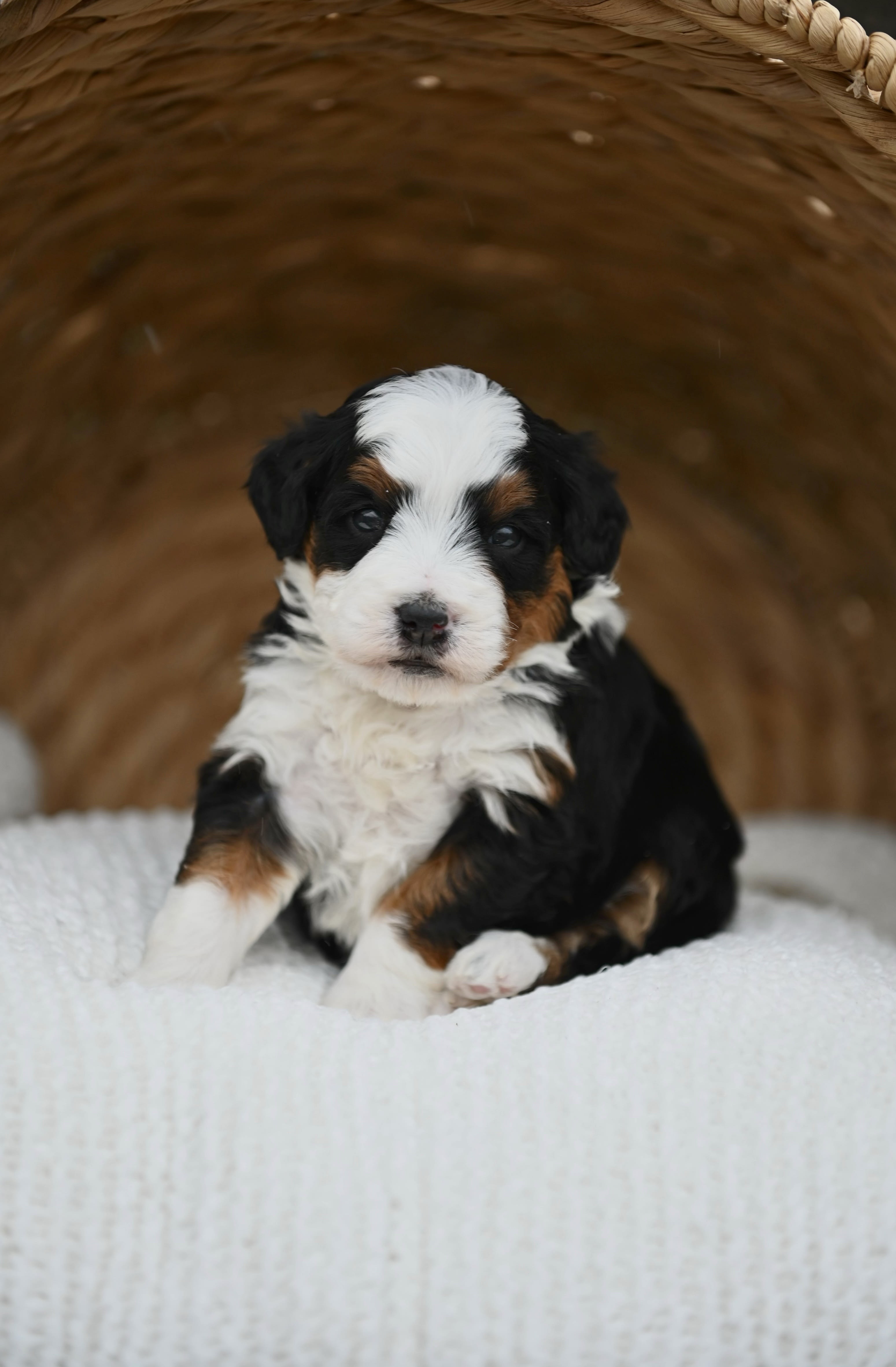 Mini Bernedoodle puppy from Ozark Aussiedoodles in Arkansas Mini Bernedoodle puppy from Ozark Aussiedoodles in Arkansas