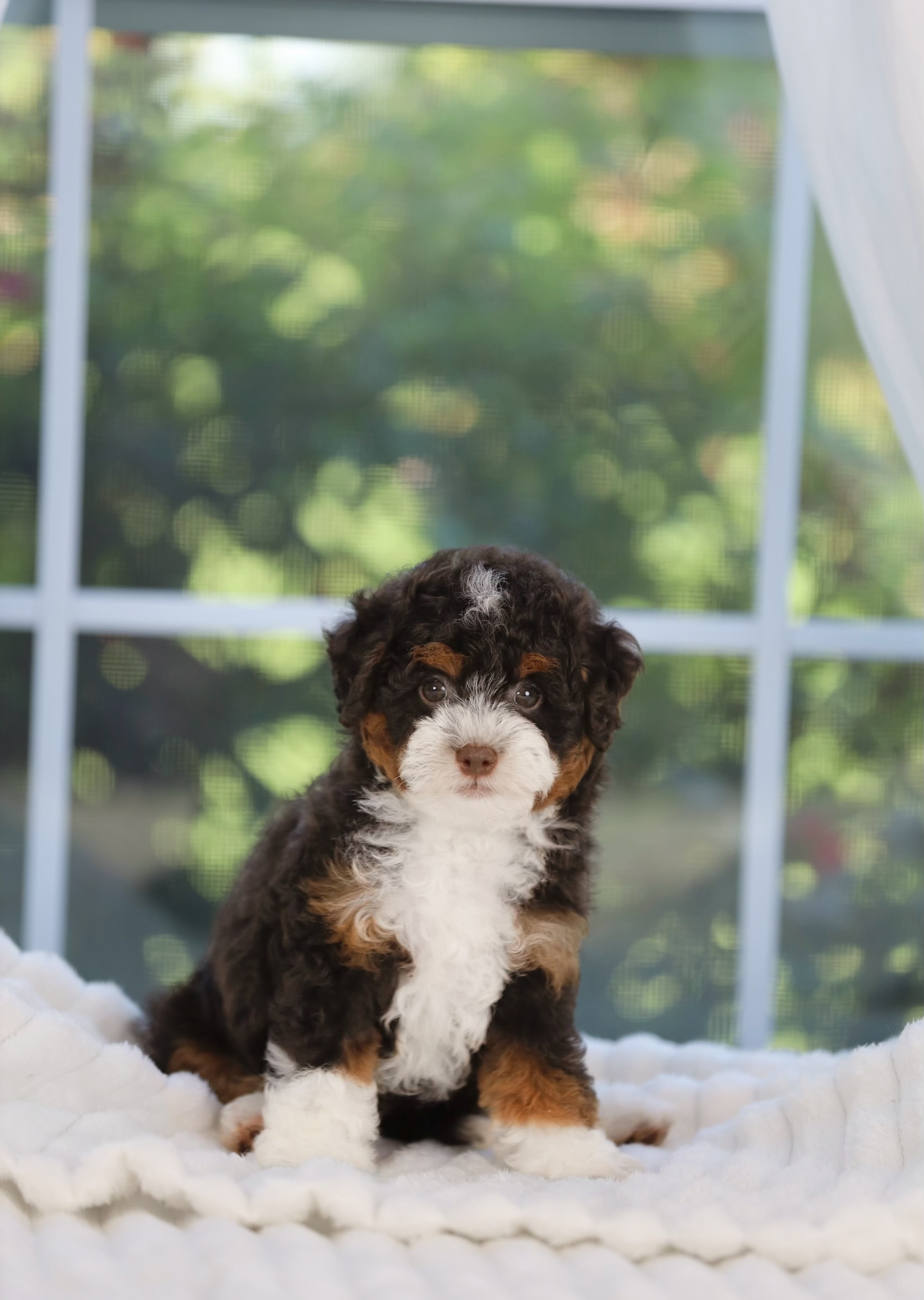 Queen – australian mountain doodle puppy for sale in Oppelo, AR from Ozark Aussiedoodles
