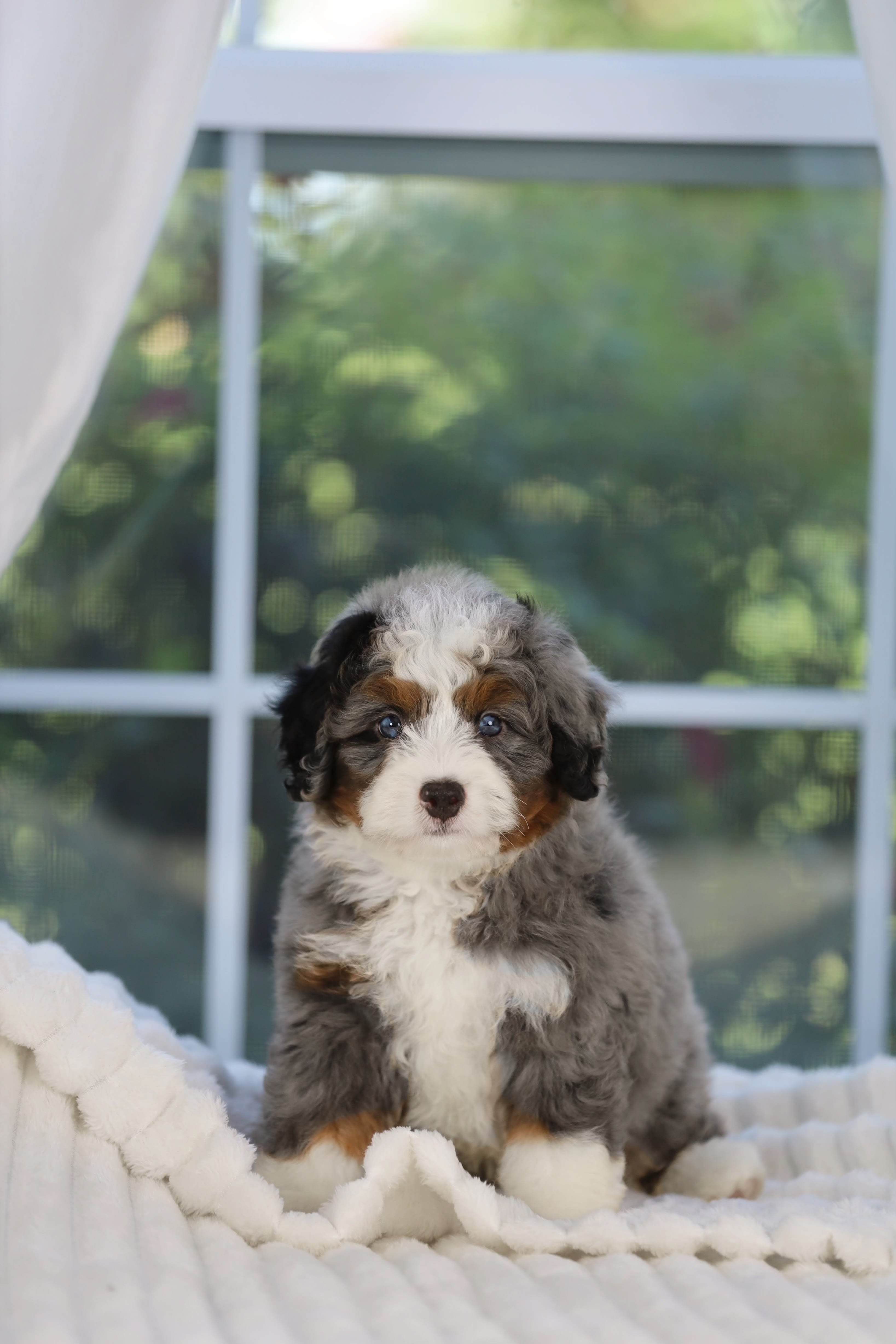 Reserved Mini Bernedoodle puppy Baron from Ozark Aussiedoodles in Arkansas