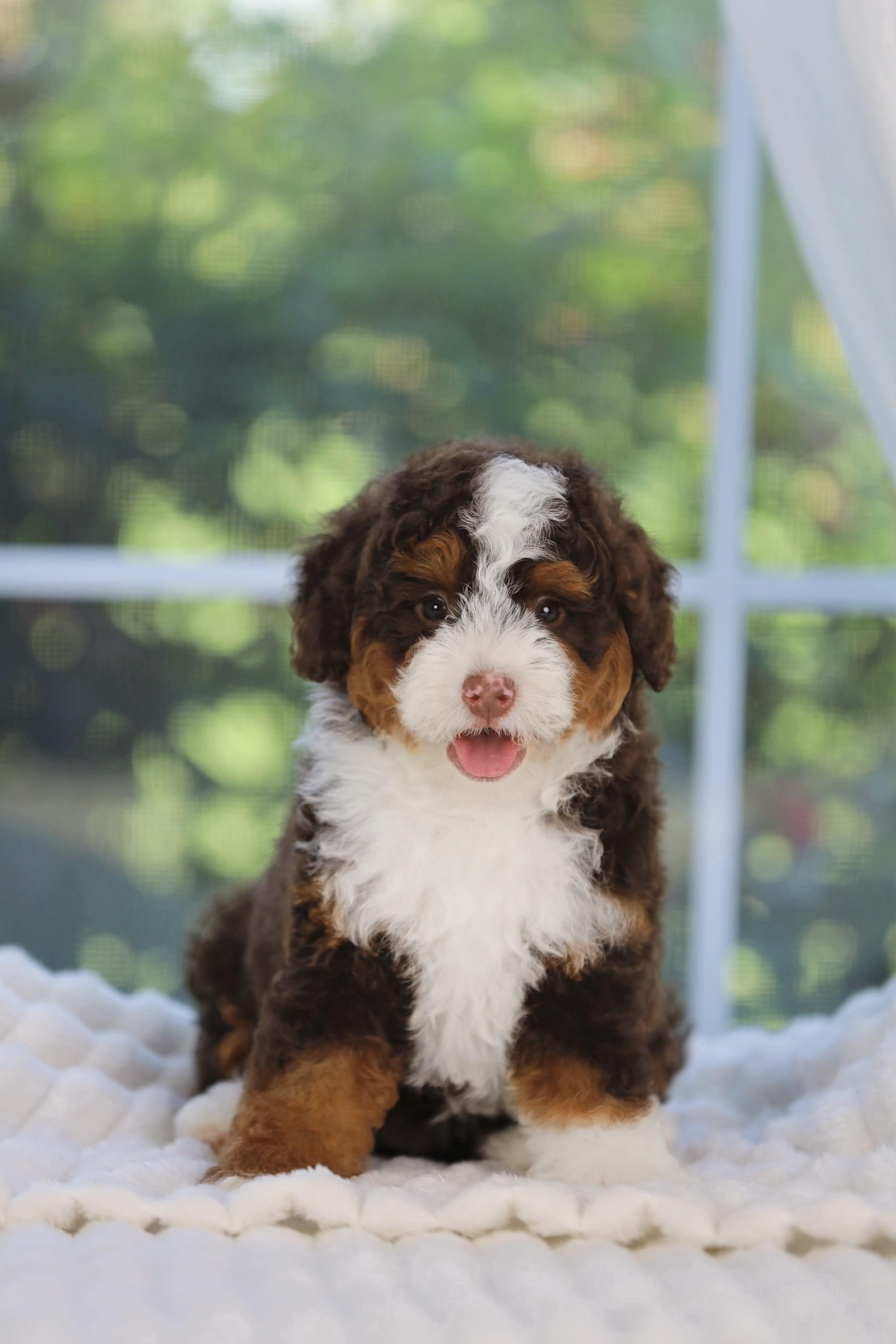 Reserved Mini Bernedoodle puppy Duke from Ozark Aussiedoodles in Arkansas