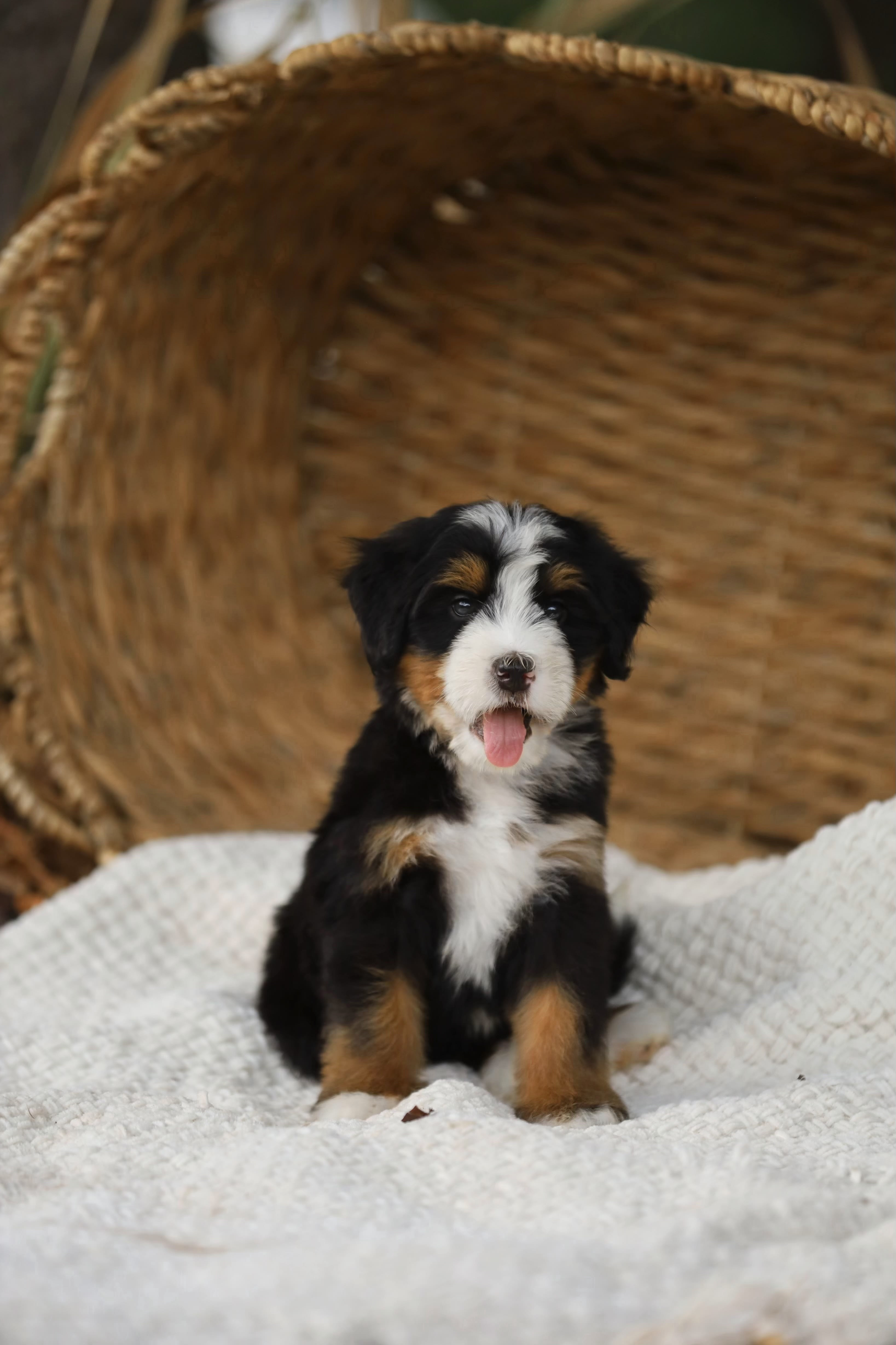 Reserved Medium Bernedoodle puppy Sebastian from Ozark Aussiedoodles in Arkansas