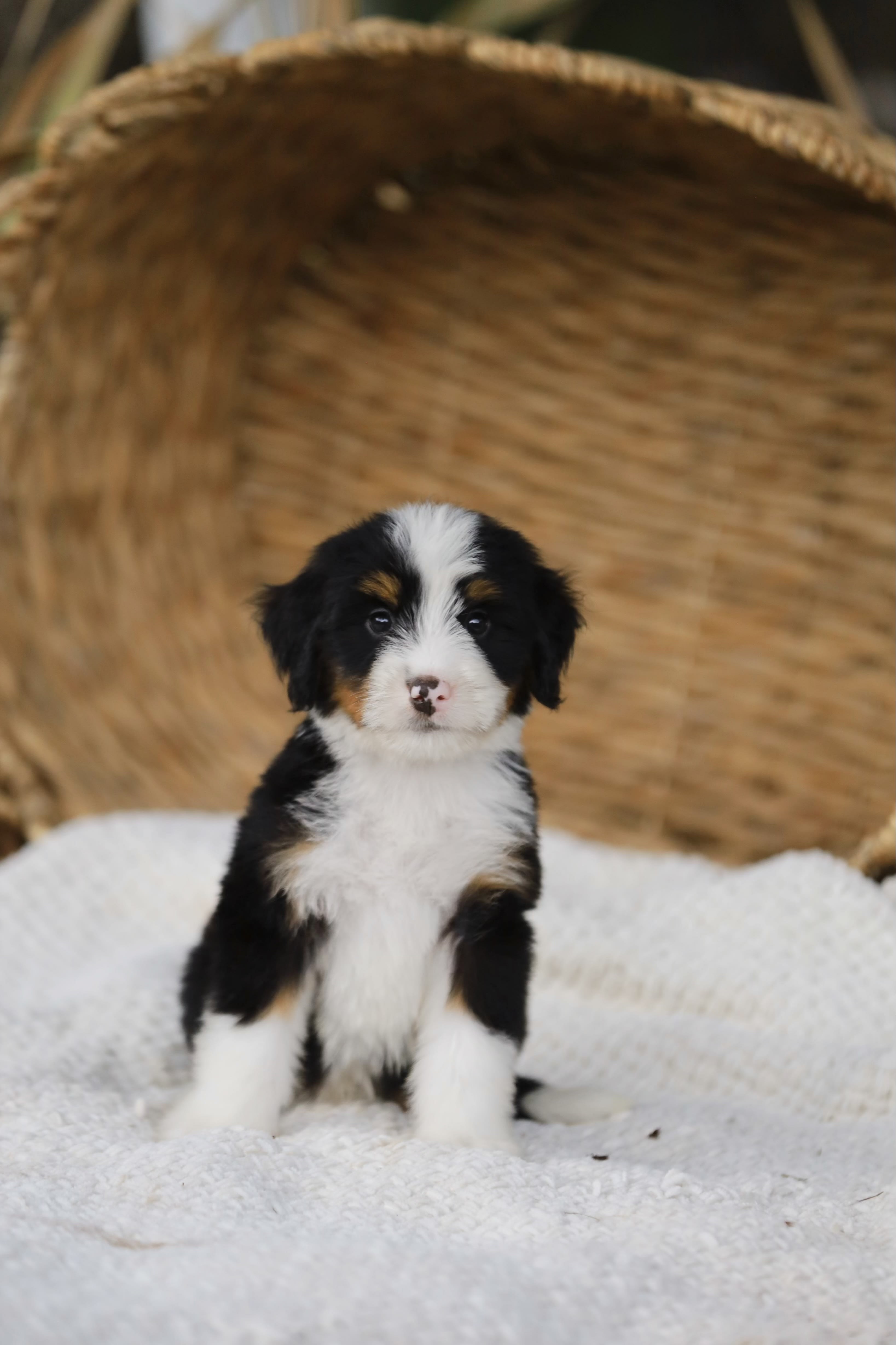 Reserved Medium Bernedoodle puppy Alexander from Ozark Aussiedoodles in Arkansas