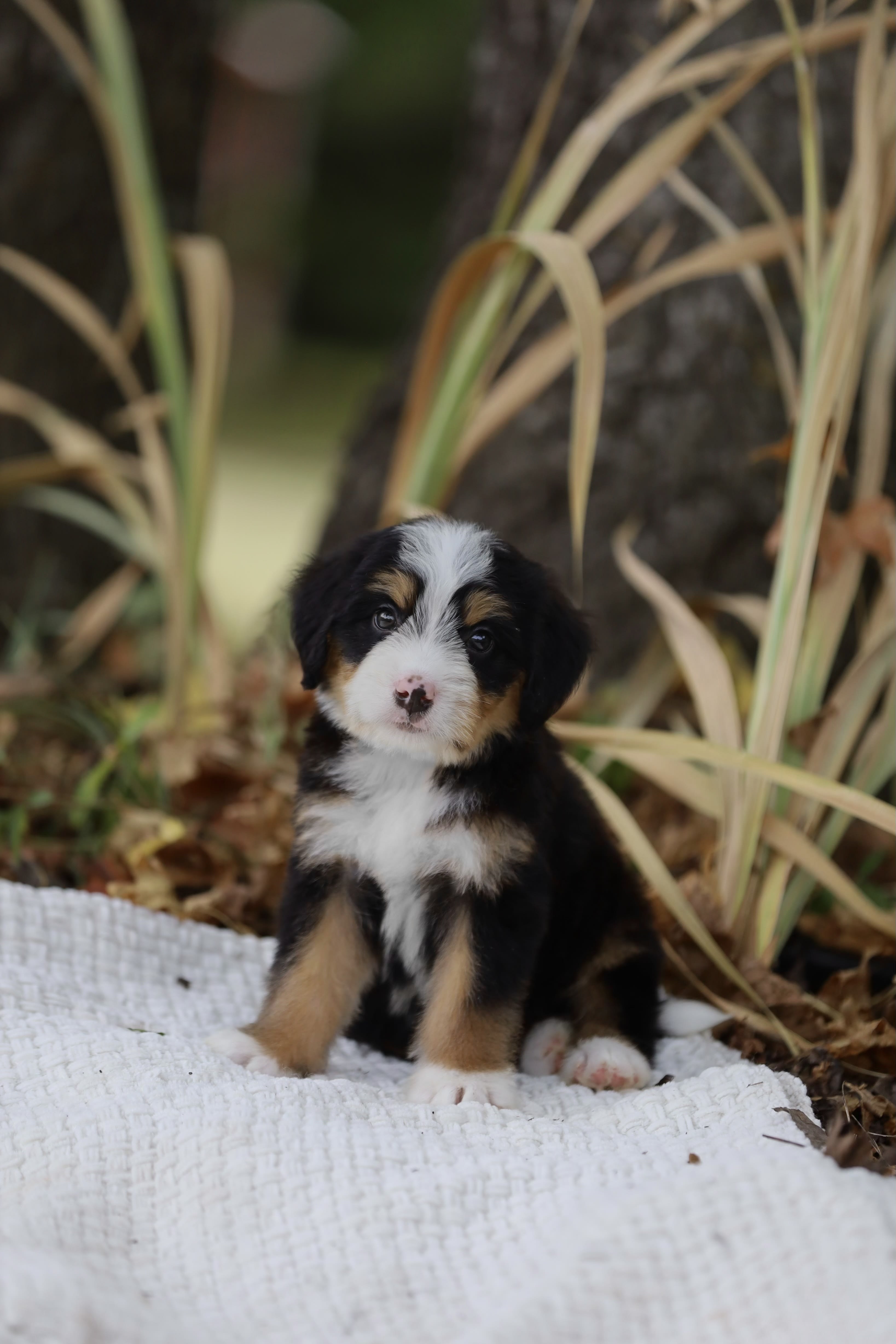 Reserved Medium Bernedoodle puppy Theo from Ozark Aussiedoodles in Arkansas