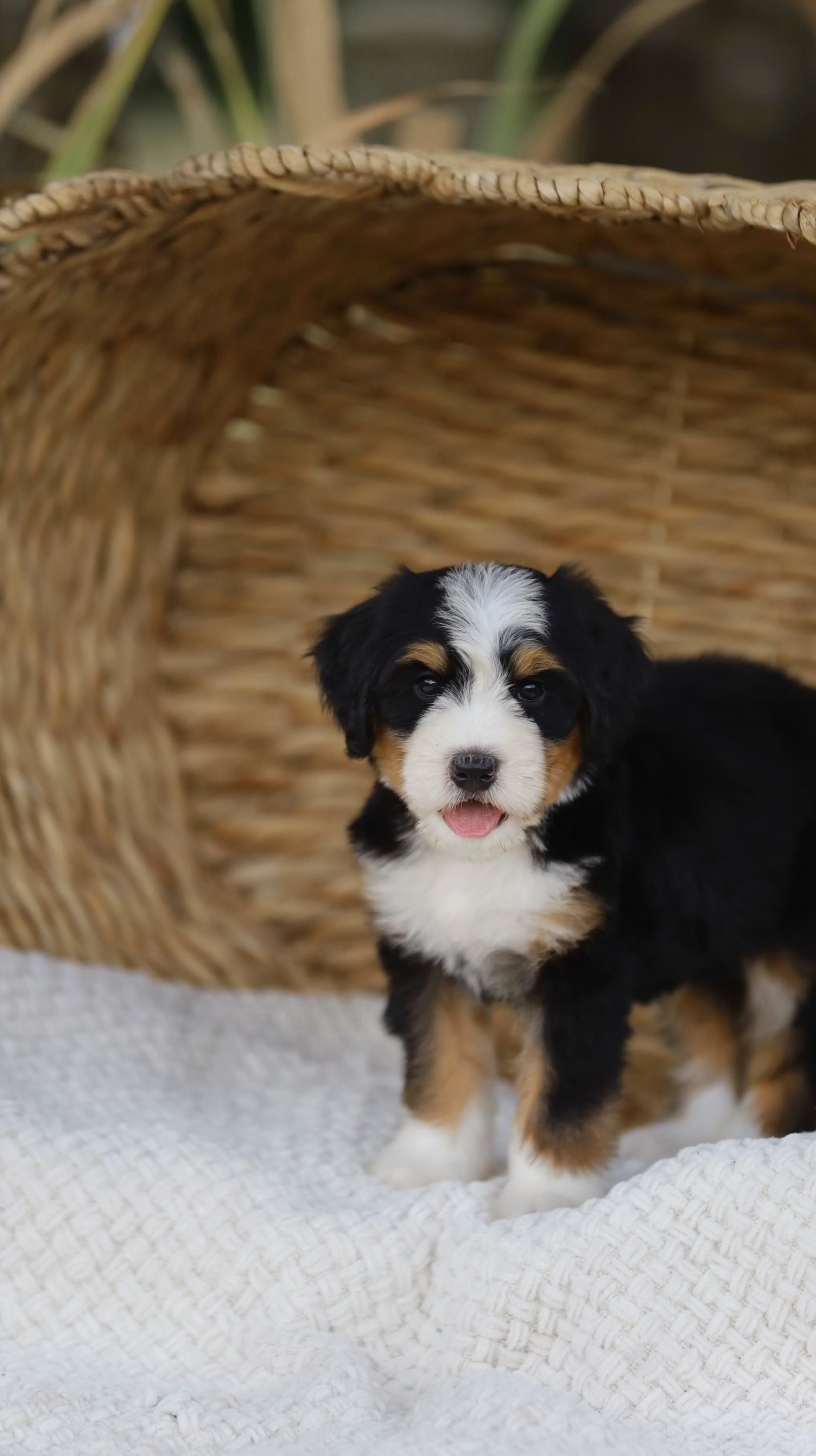 Reserved Medium Bernedoodle puppy Evangeline from Ozark Aussiedoodles in Arkansas