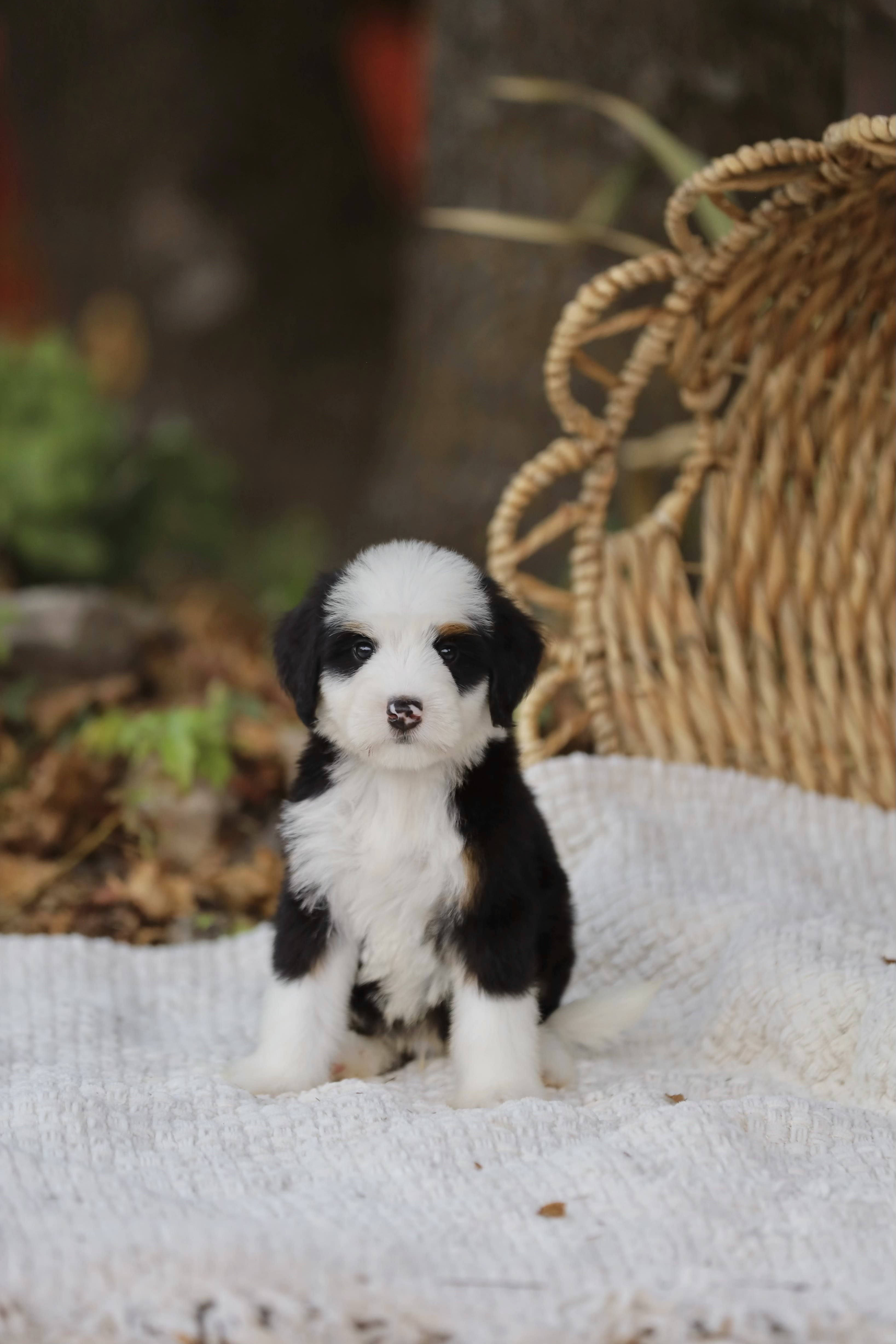 Lucian – australian mountain doodle puppy for sale in Oppelo, AR from Ozark Aussiedoodles