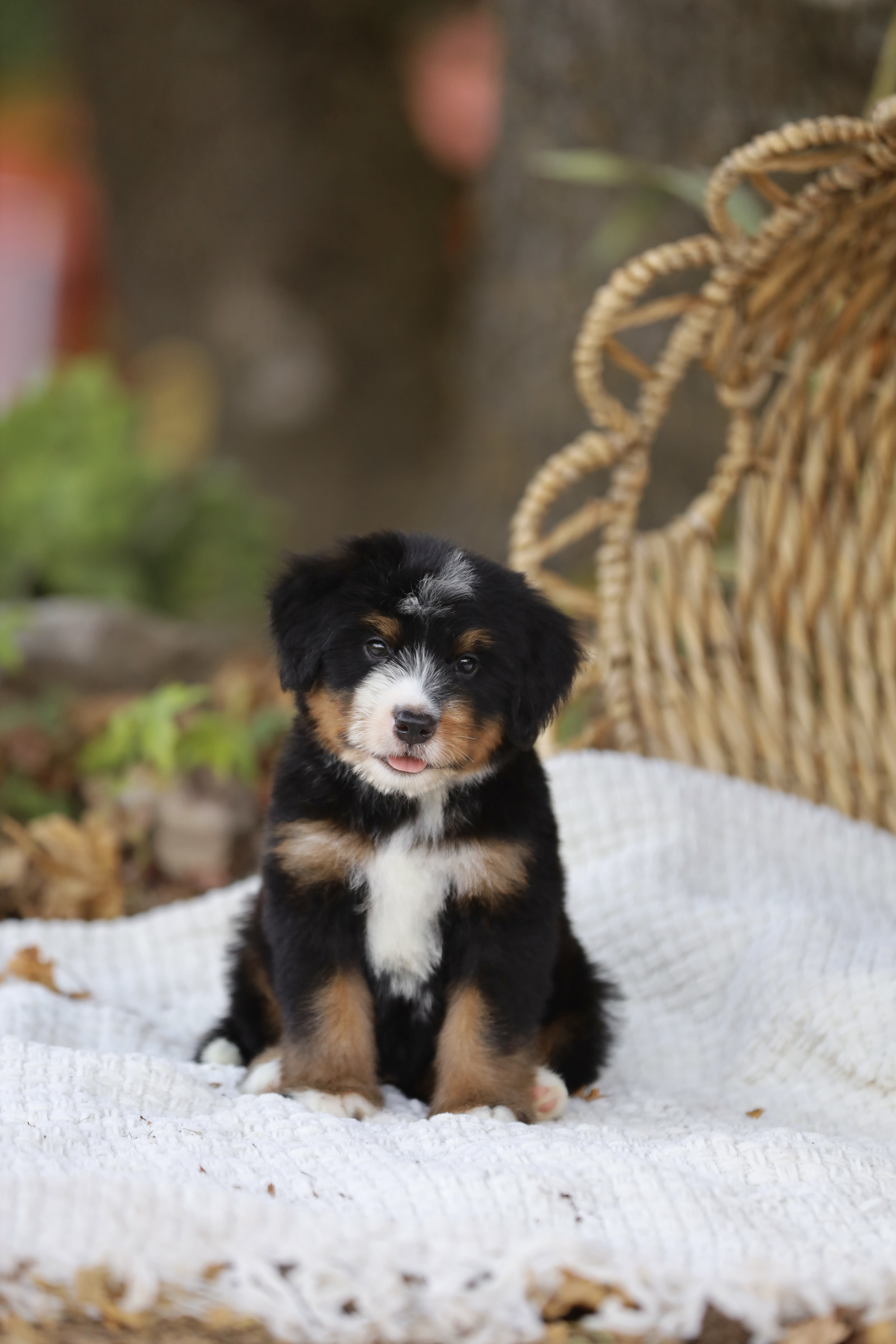 Reserved Medium Bernedoodle puppy Dominic from Ozark Aussiedoodles in Arkansas