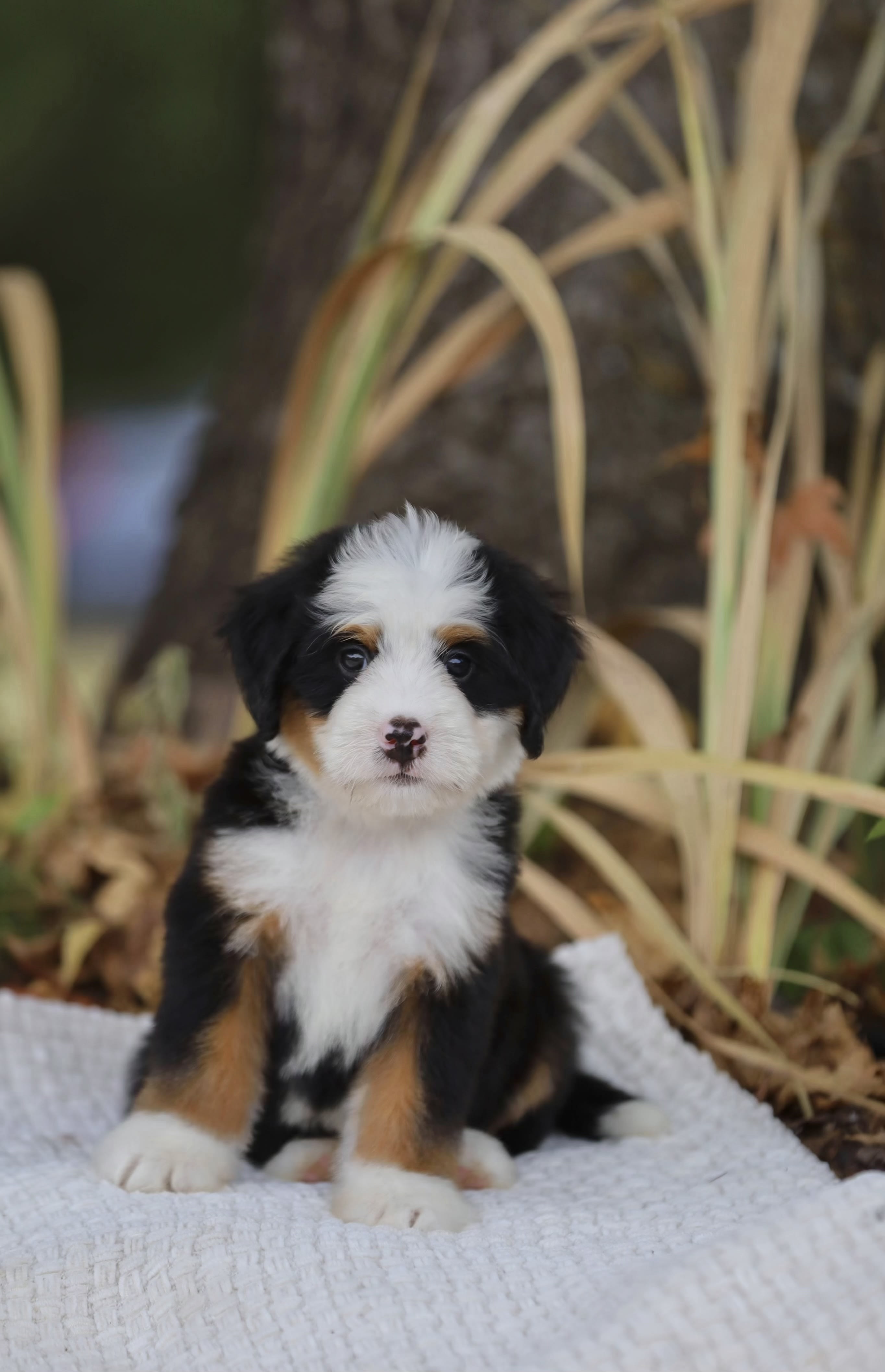 Julian – australian mountain doodle puppy for sale in Oppelo, AR from Ozark Aussiedoodles