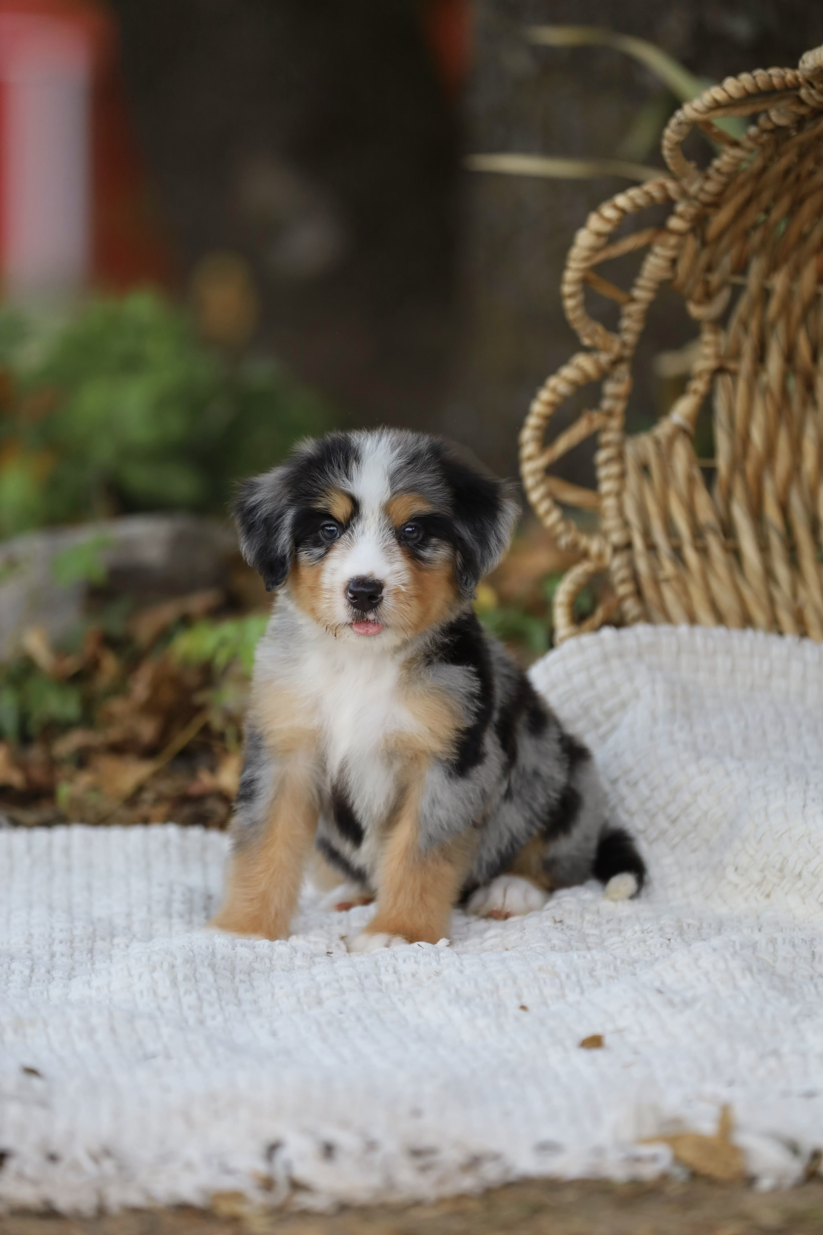 Reserved Medium Bernedoodle puppy Juliet from Ozark Aussiedoodles in Arkansas