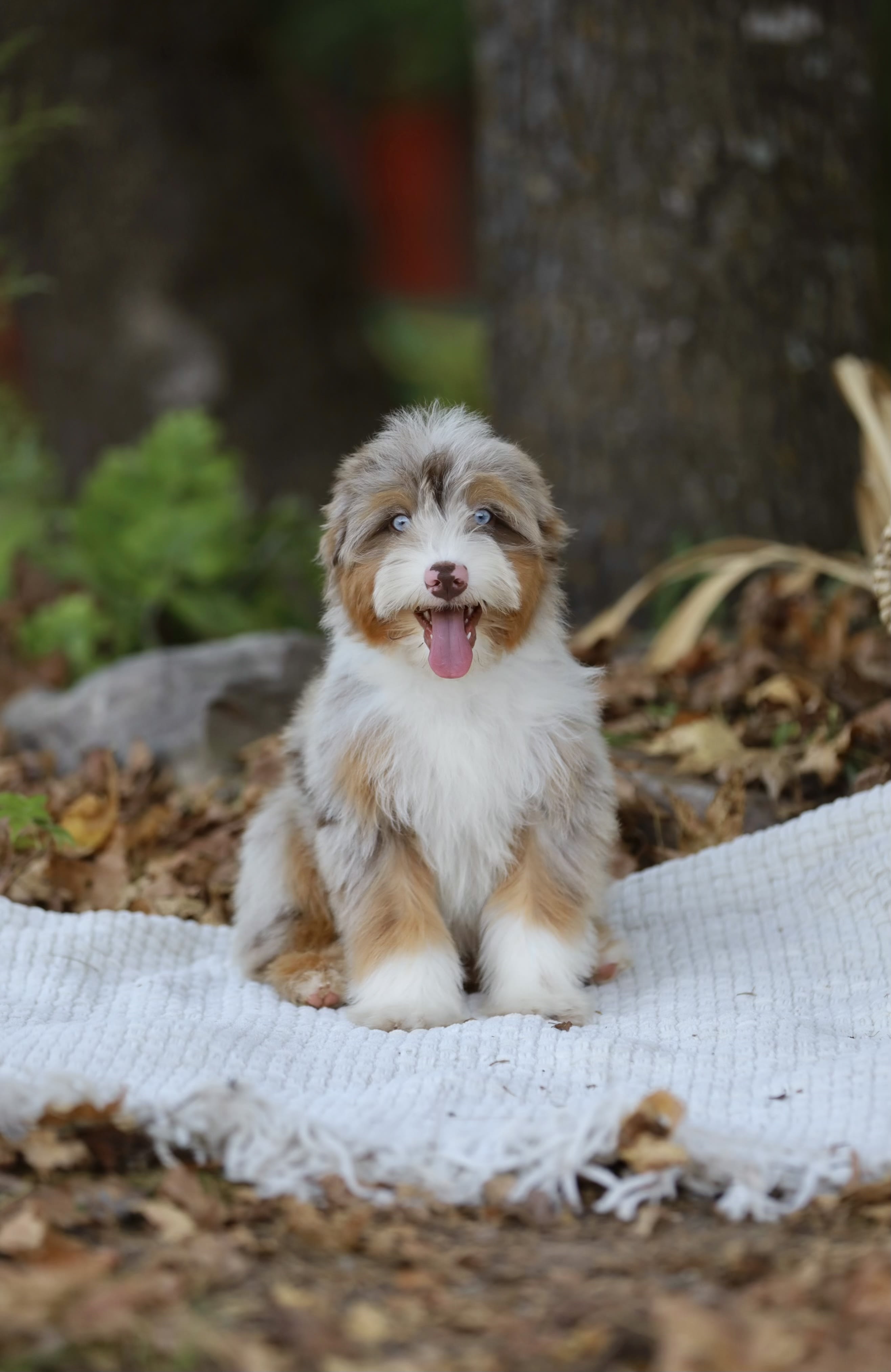 Reserved Mini Aussiedoodle puppy Everett from Ozark Aussiedoodles