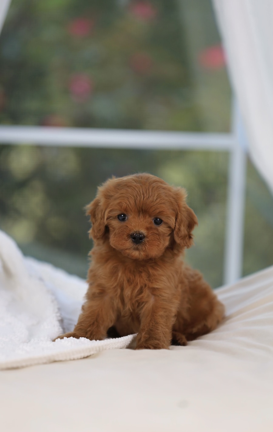 Olaf, a past Cavapoo puppy from Willow Creek Cavapoos in Oppelo, Arkansas