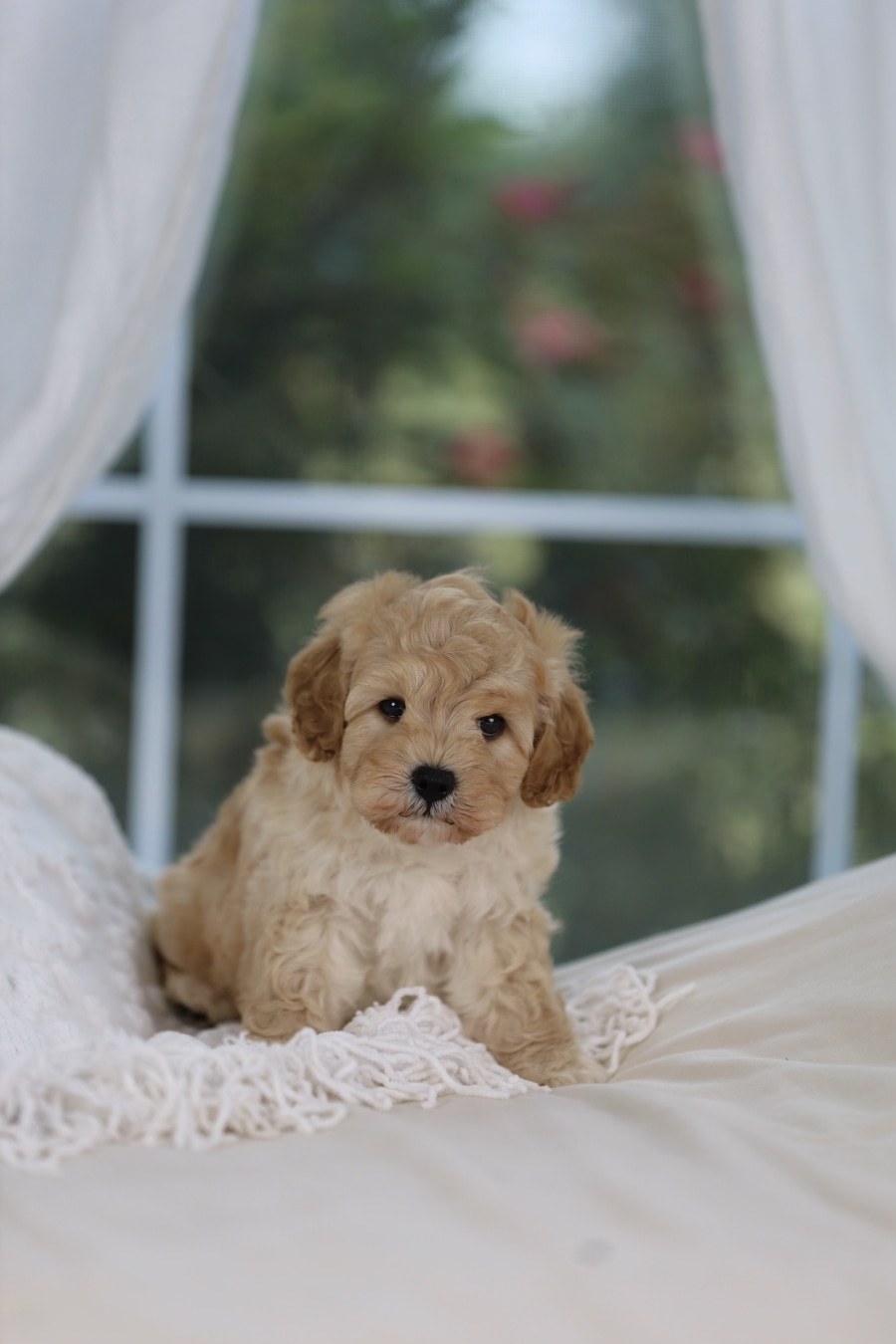 Stitch, a past Cavapoo puppy from Willow Creek Cavapoos in Oppelo, Arkansas