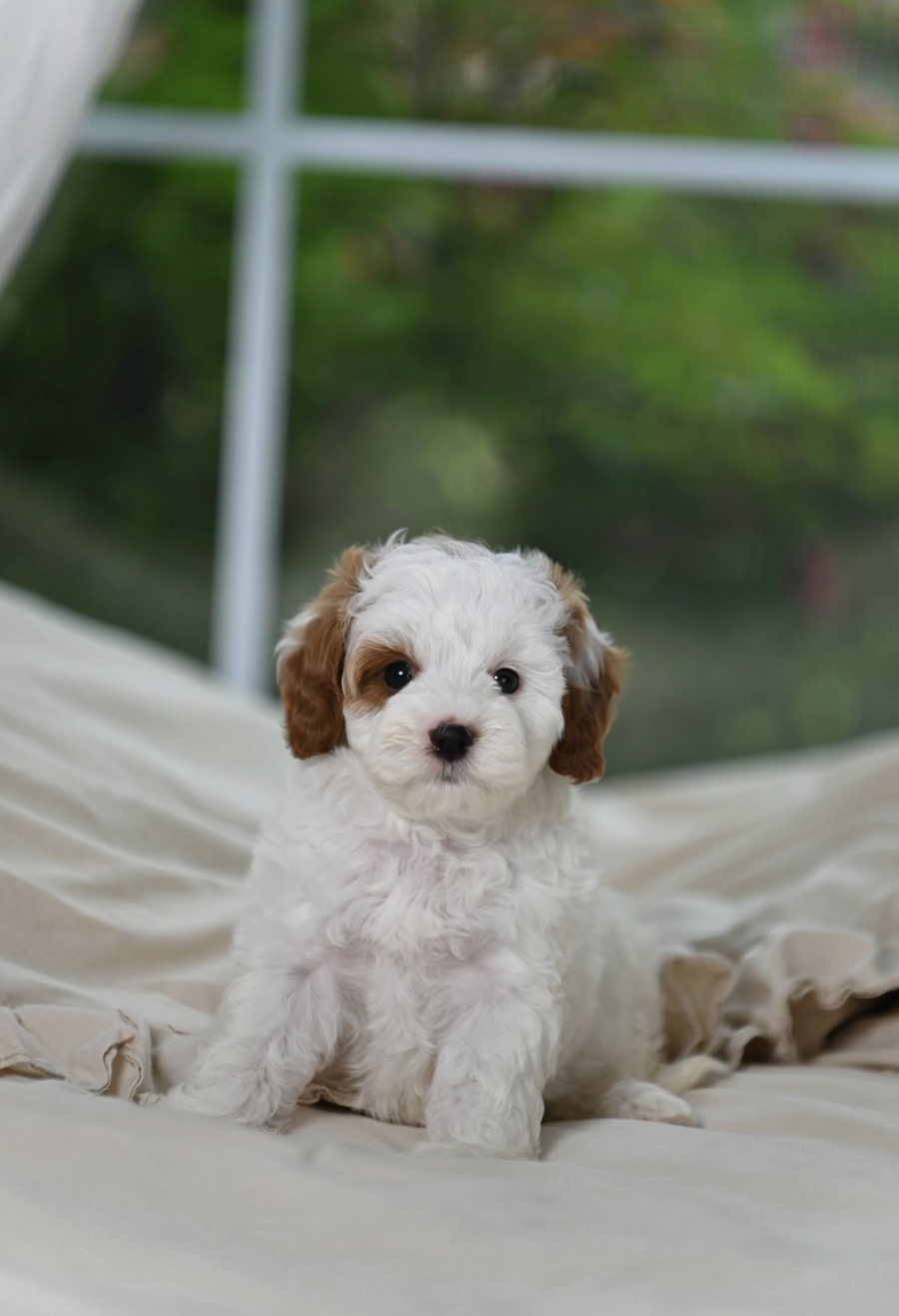 Daisy, a past Cavapoo puppy from Willow Creek Cavapoos in Oppelo, Arkansas