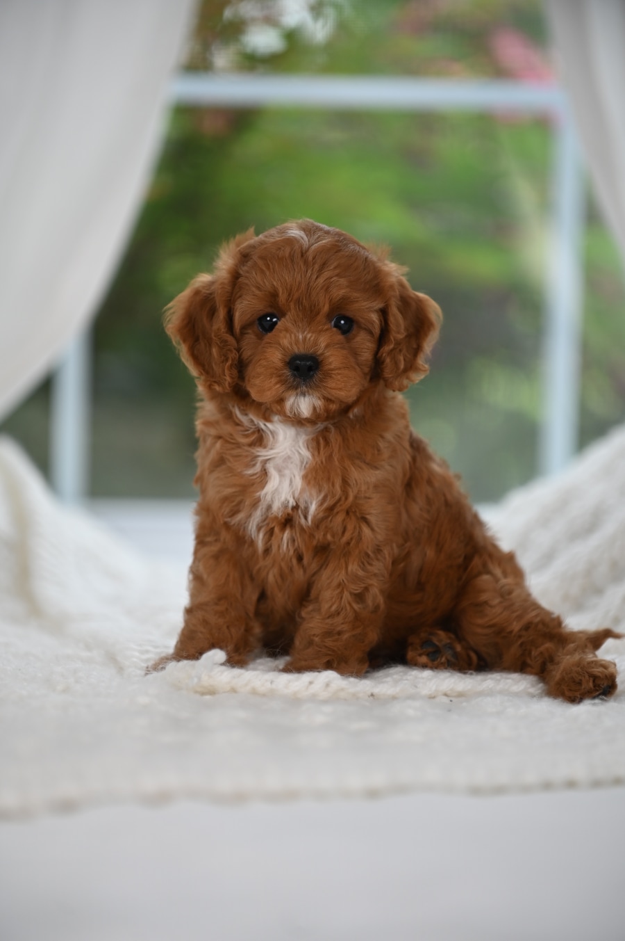 Aster, a past Cavapoo puppy from Willow Creek Cavapoos in Oppelo, Arkansas