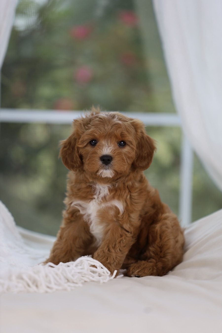 Meeko, a past Cavapoo puppy from Willow Creek Cavapoos in Oppelo, Arkansas