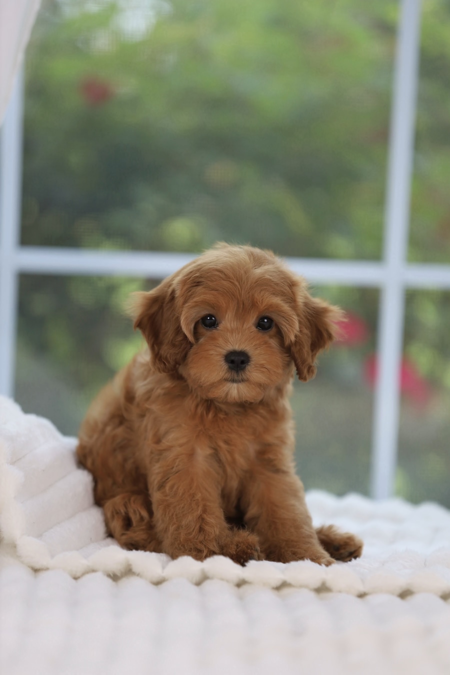 Dory, a past Cavapoo puppy from Willow Creek Cavapoos in Oppelo, Arkansas