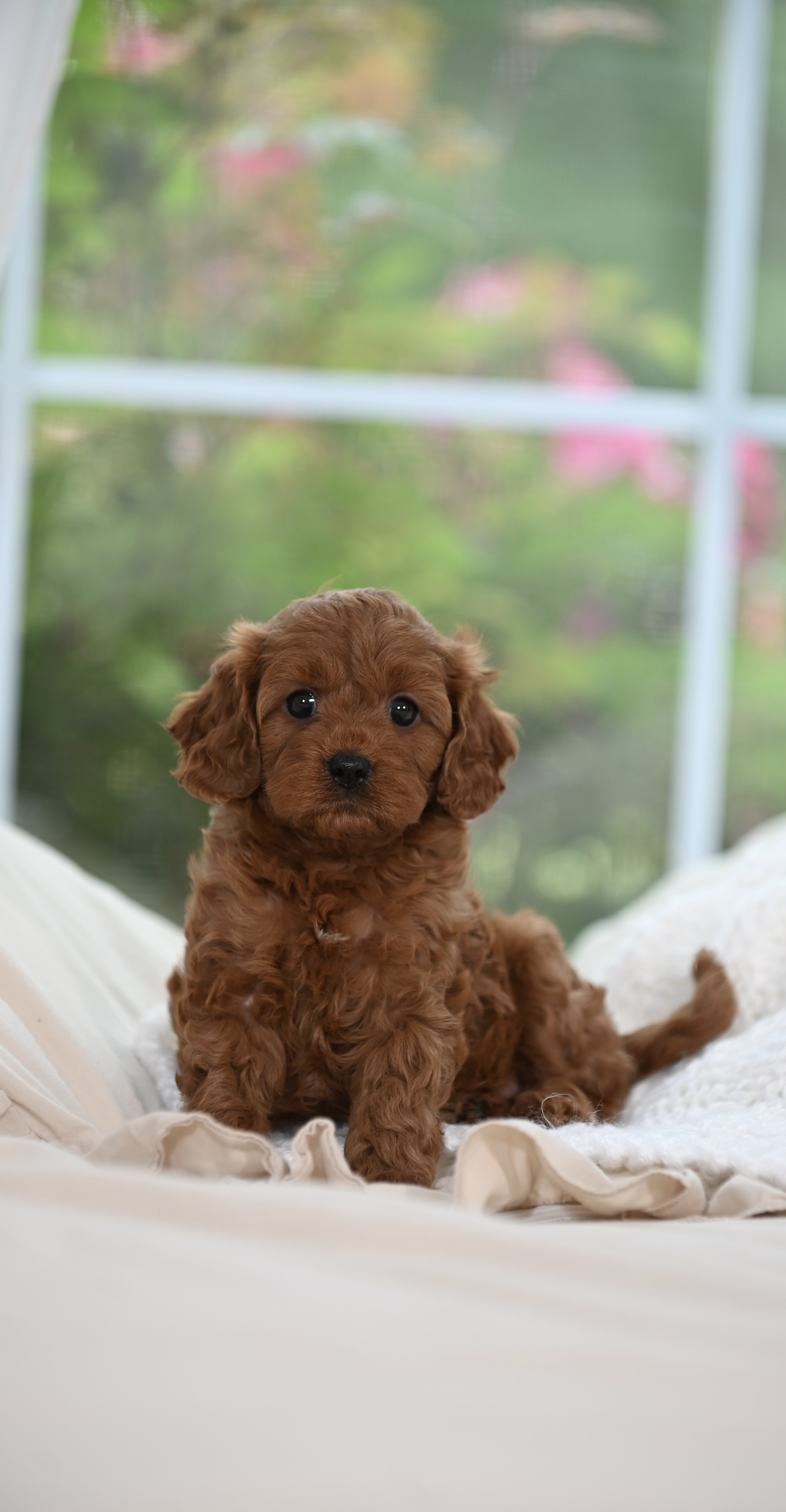 Beautiful Cavapoo puppy portrait from Willow Creek Cavapoos in Oppelo, Arkansas