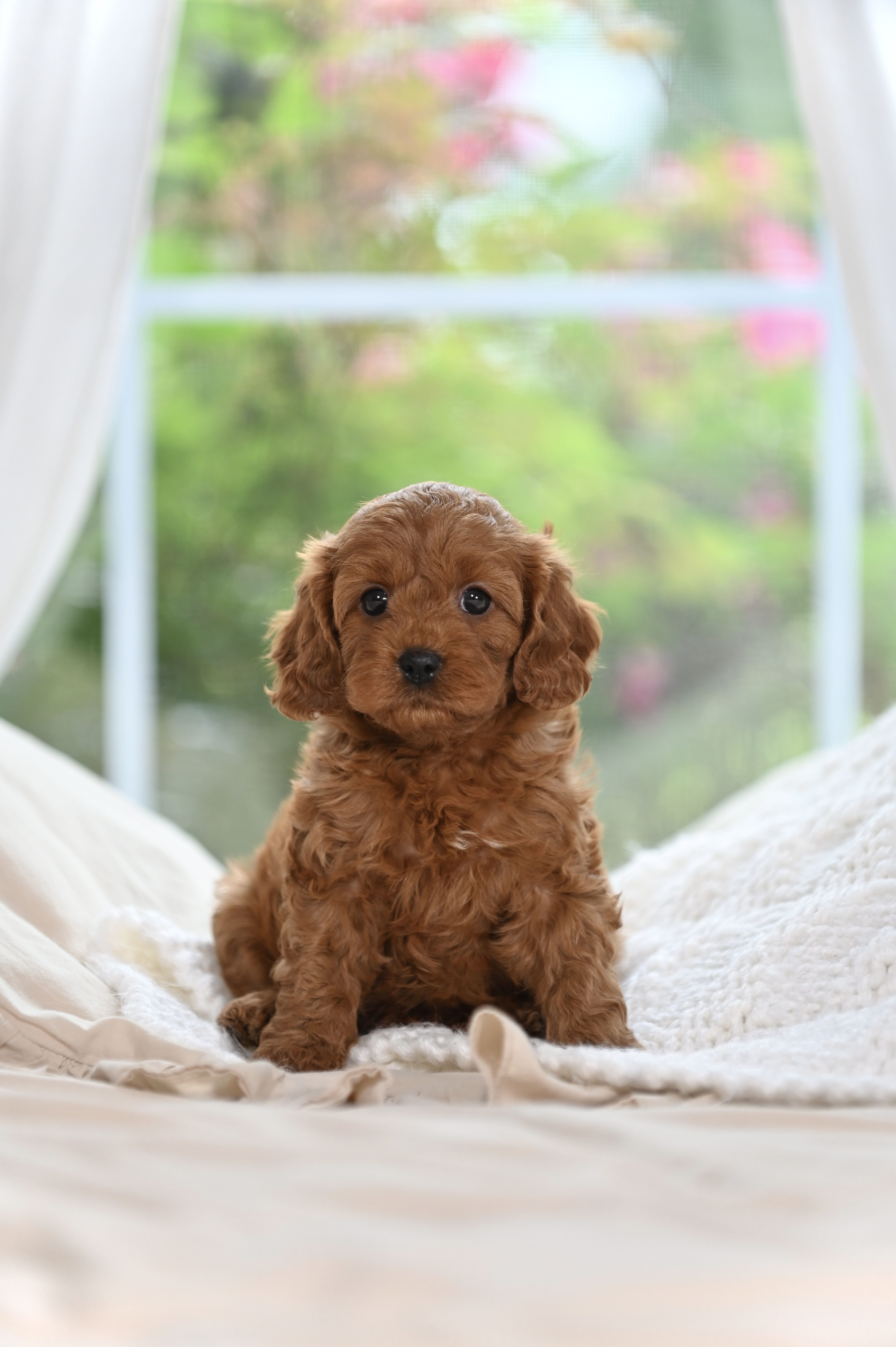 Adorable Cavapoo puppy available from Willow Creek Cavapoos, Arkansas Cavapoo breeder