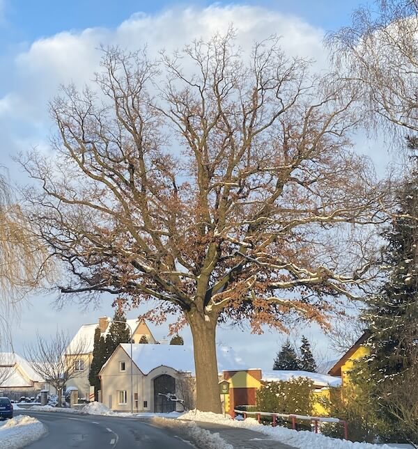 Markéta Svobodová, strom