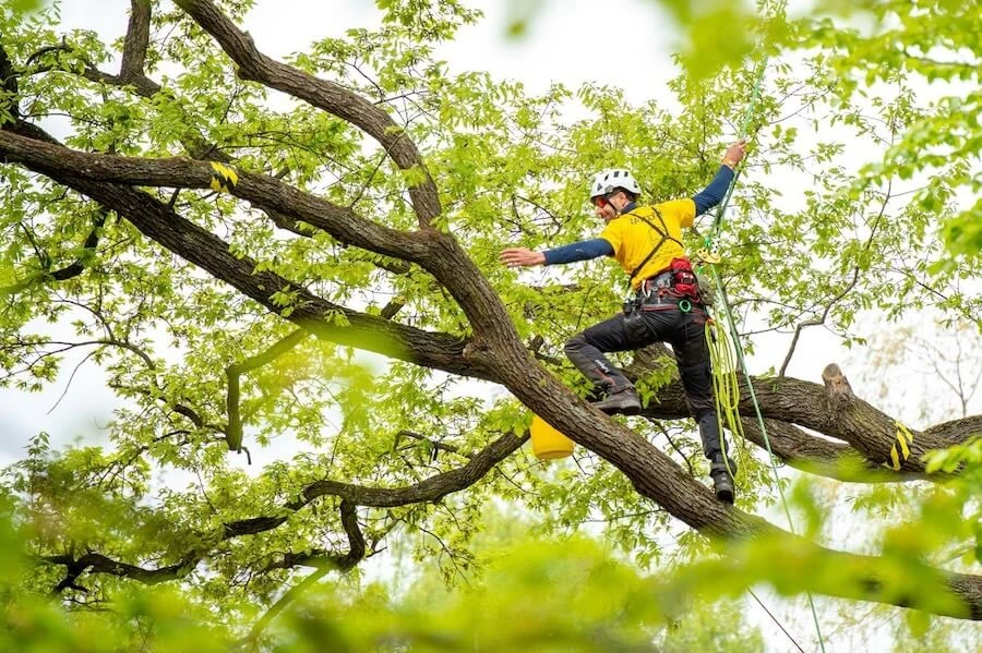 arboristické služby Svárovský - Jan Svárovský v korunách stromů