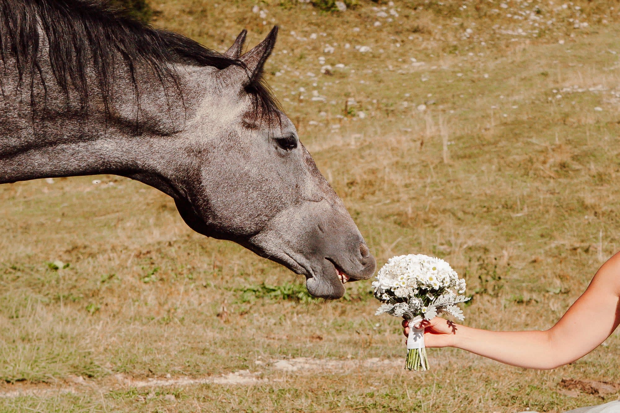 A horse gently reaching toward a bridal bouquet during an intimate elopement in a Slovenian alpine meadow.