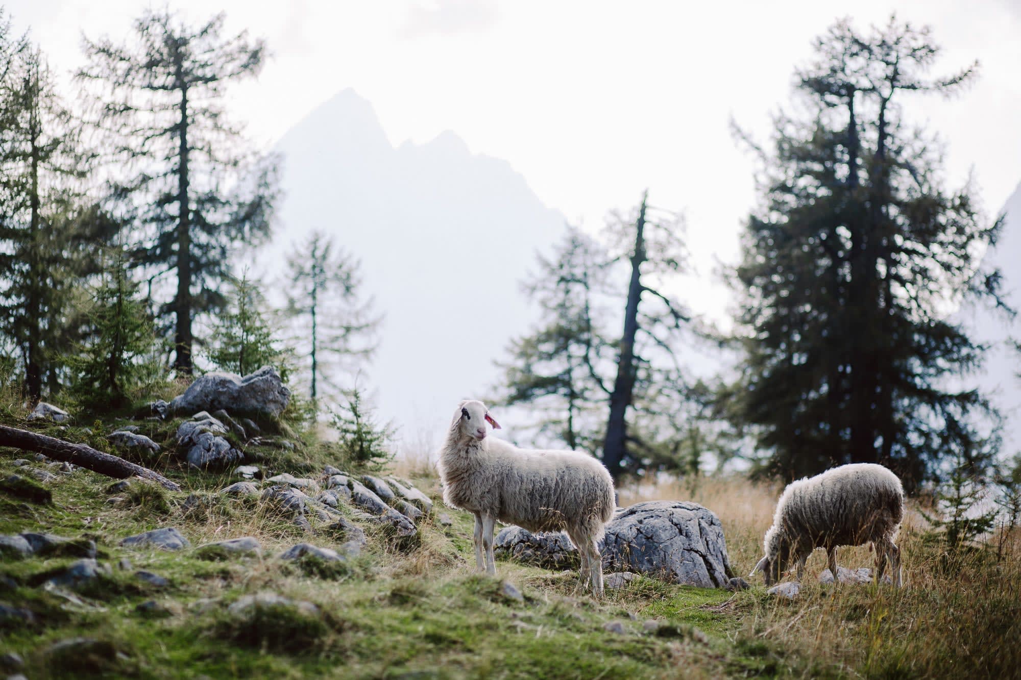 Sheep grazing in an alpine meadow in the Julian Alps, creating a quiet mountain atmosphere.