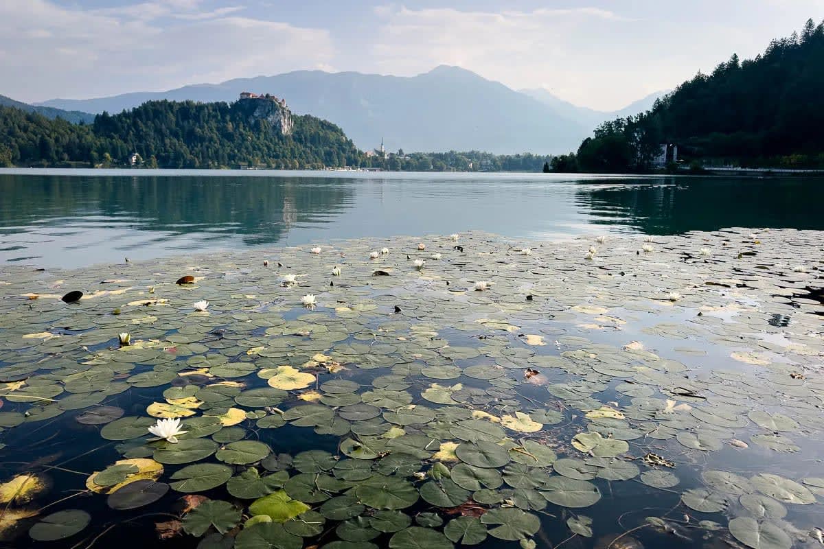 A serene view of Lake Bled featuring lily pads floating on the water with a distant castle perched on a hill and mountains in the background.