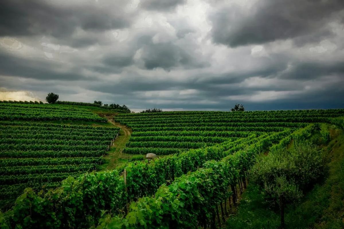 Lush green vineyards stretch across rolling hills under a dramatic cloudy sky.