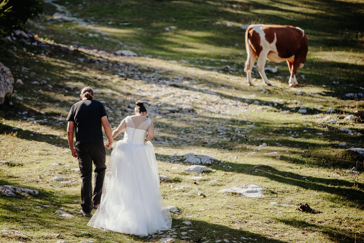 Bride and groom walking up a rocky alpine pasture past a grazing cow at Zelenica in the Karavanke, Slovenia