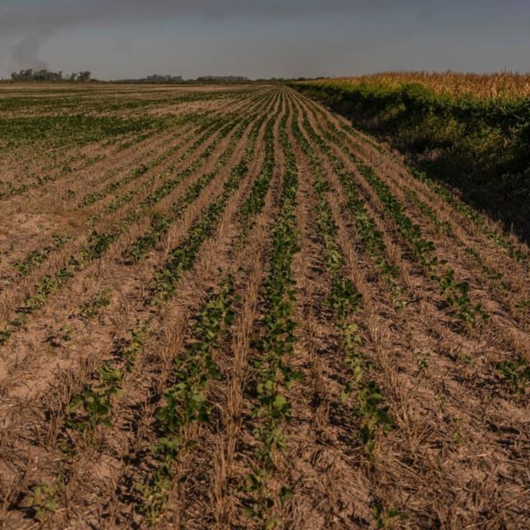 Argentina Pangkas Pajak Ekspor Jagung dan Kedelai untuk Dukung Petani Terdampak Kekeringan