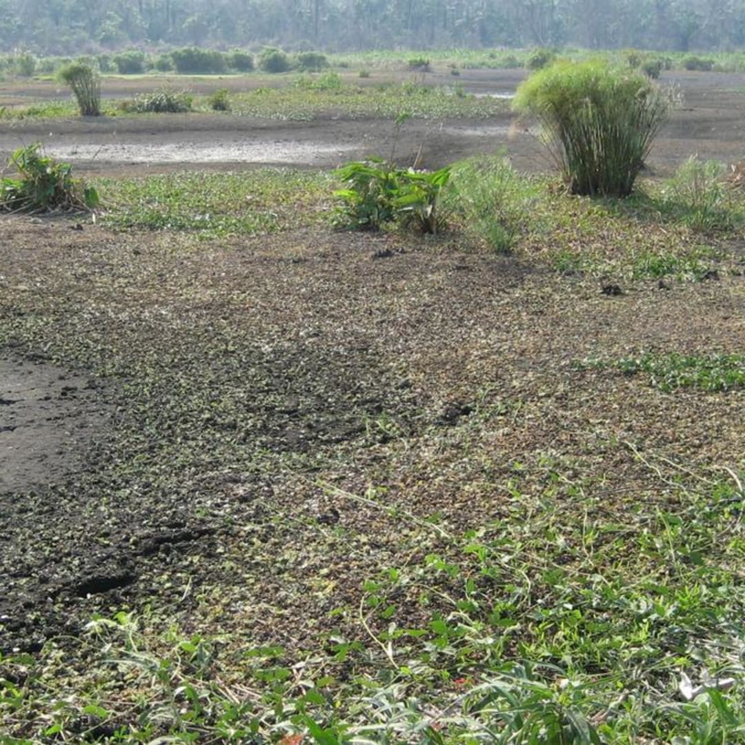 Penemuan Sistem Pertanian Jagung Monokultur Canggih di Amazon