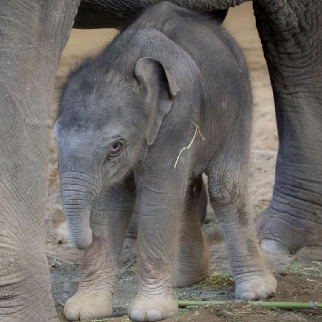 Kelahiran Bayi Gajah Asia di Kebun Binatang Oregon Jadi Harapan Baru Konservasi